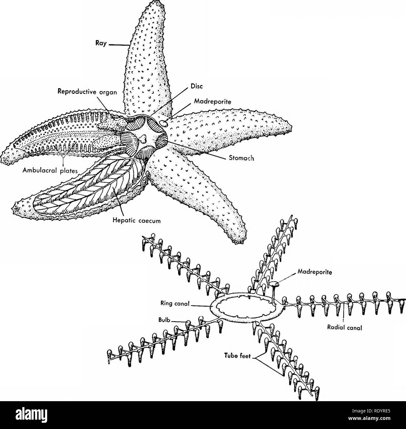 Principios de la biología moderna. La biología. El Reino Animal - 663. Fig.  32-35. La estructura de la estrella de mar común. Arriba, izquierda;  diagrama de estructuras internas. Abajo derecha: el