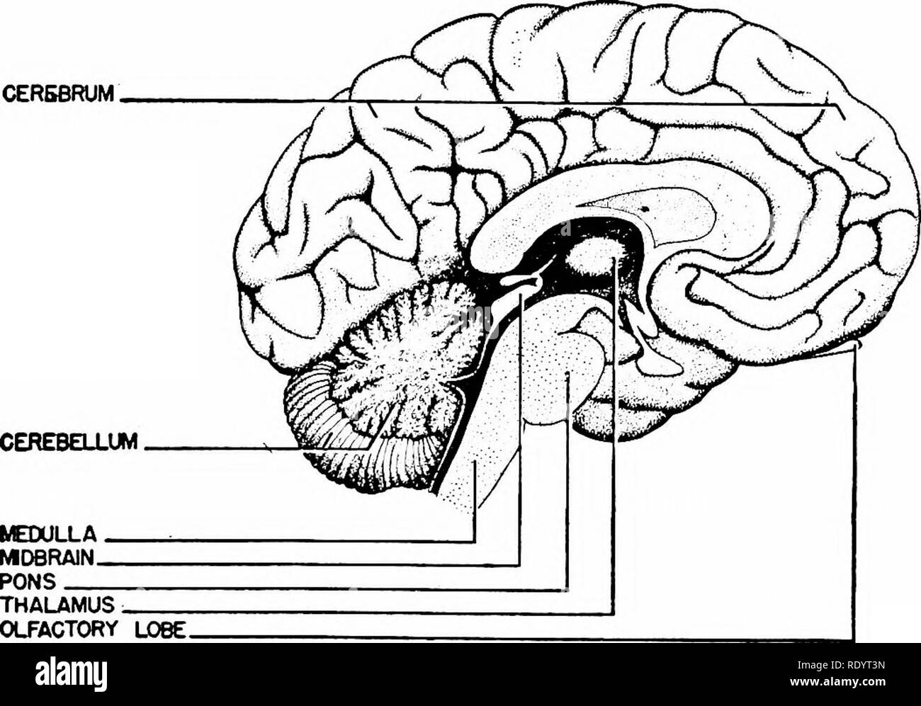 Principios de la biología moderna. La biología. Las respuestas de los  animales superiores: el sistema nervioso - 459 Fig. 25-11. El cerebro y la  médula espinal del hombre, el gato y