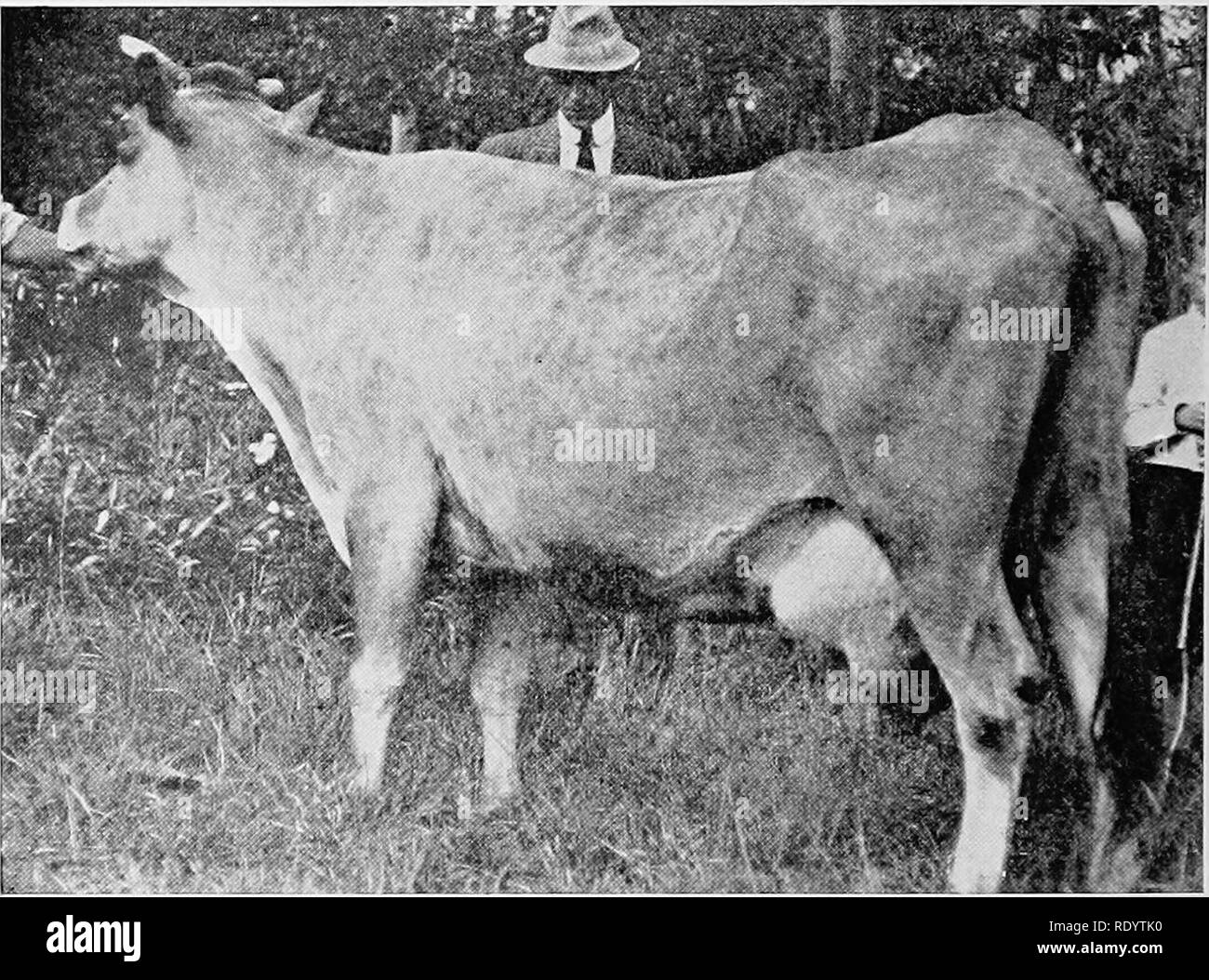 La Lechería Productiva La Industria Lechera 84 El Jersey