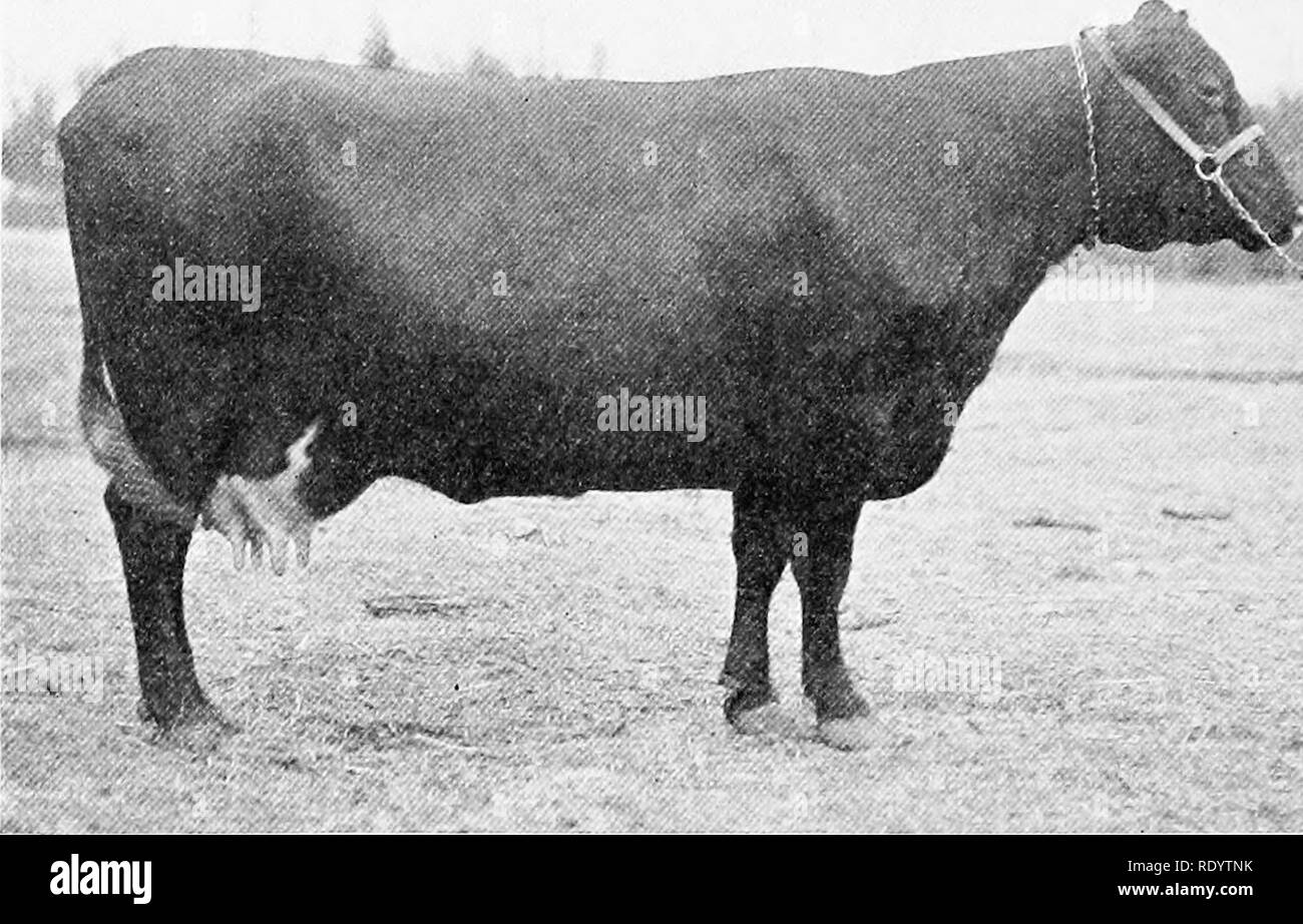 . El ganado de la granja. El ganado. Letra i8 en la granja de ganado de