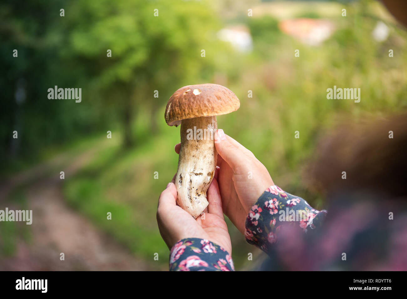 Hermosa Chica se encuentran las setas en el bosque - boletus. Foto de stock