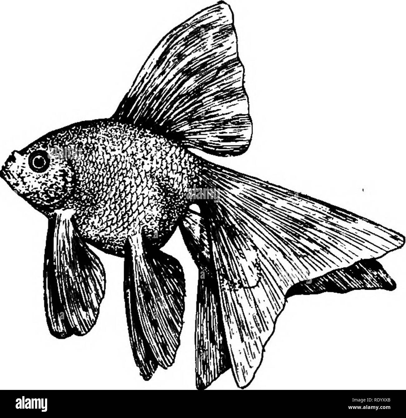 Goldfish Razas Y Otros Peces De Acuario Su Cuidado Y Reproduccion