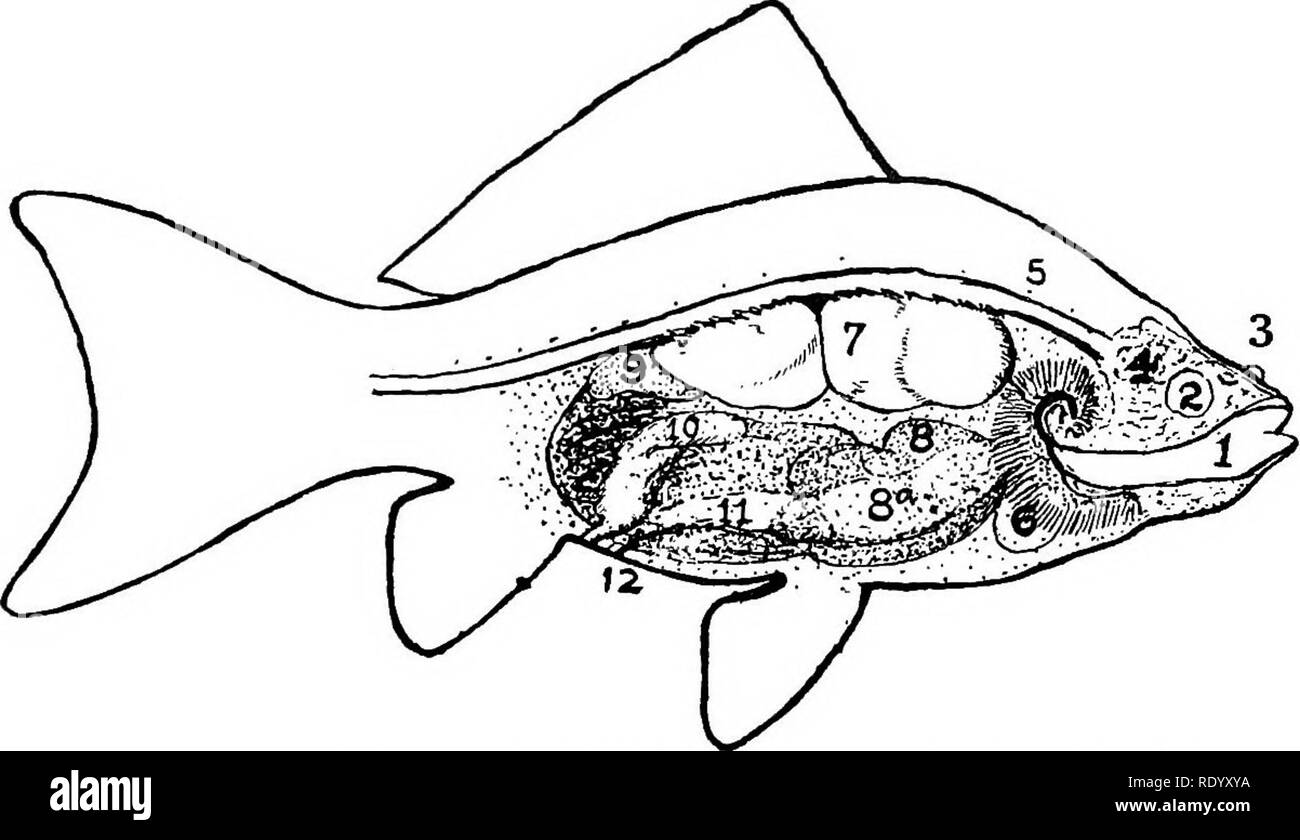 Goldfish Razas Y Otros Peces De Acuario Su Cuidado Y Reproduccion