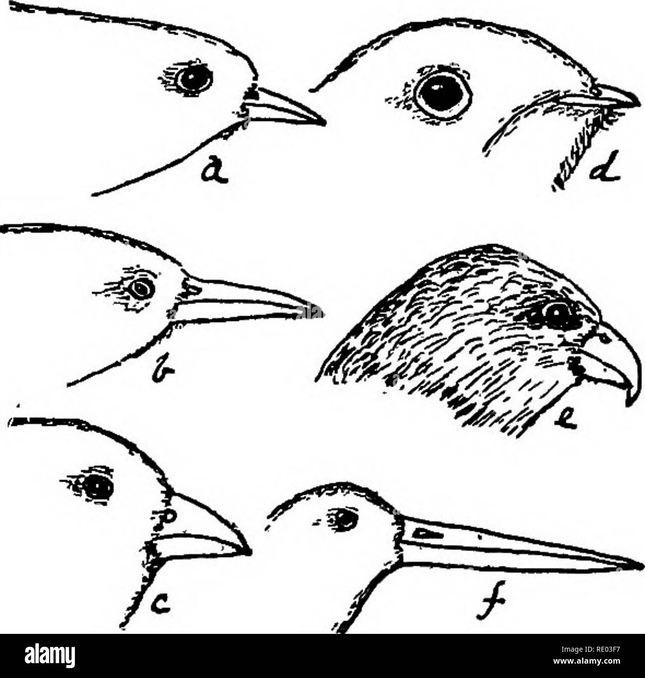nombres et types de pajaros