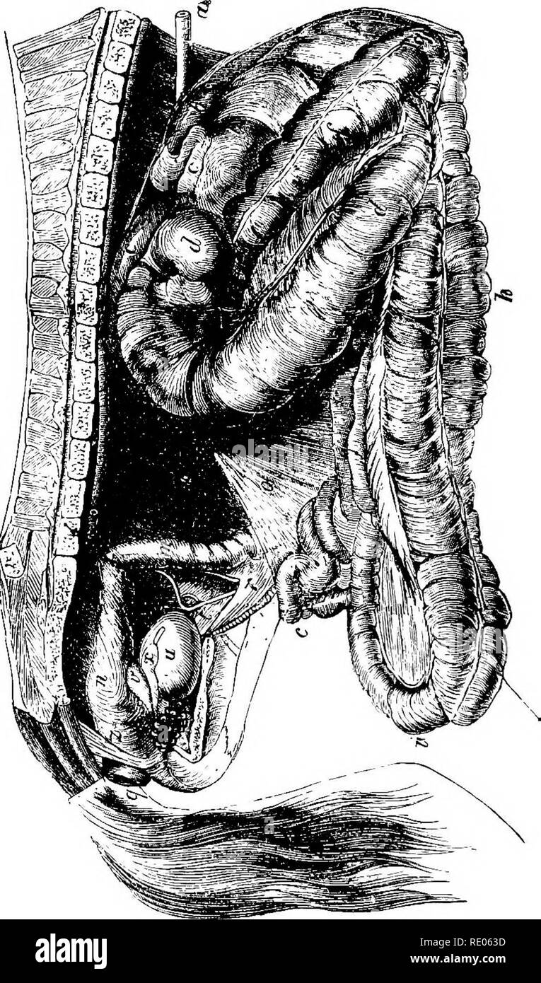 . Un libro de texto de Zoología Agrícola. Zoología, agrícolas; Zoología, económicos. 298 Anatomia interna de caballo. "^h^M. Canon II â . (D DO V : tog Jf del SGC c o d cj I â ^ 3 S ai un J3 x5 " 3 5^ o> o S P* H ,-. n ., o -S I ai|-S S  ° 0.2" '^ fl ?; H Bj ft. Por favor tenga en cuenta que estas imágenes son extraídas de la página escaneada imágenes que podrían haber sido mejoradas digitalmente para mejorar la legibilidad, la coloración y el aspecto de estas ilustraciones pueden no parecerse perfectamente a la obra original. Theobald, Federico Vicente, 1868-1930. Londres y Edimburgo, W. Blackwood and Sons Foto de stock