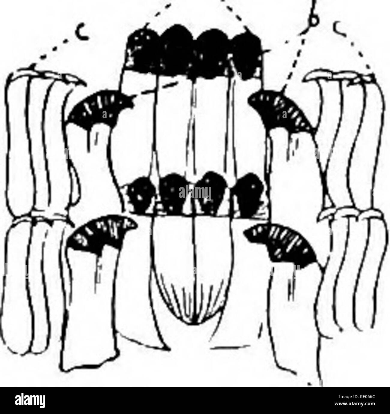 Válvula de caracoles Imágenes de stock en blanco y negro - Alamy