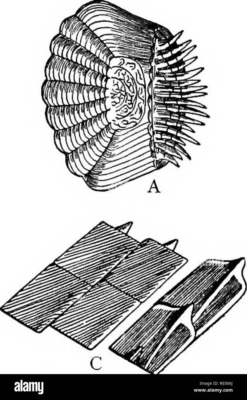 . Contornos de la Morfología y fisiología comparada de animales