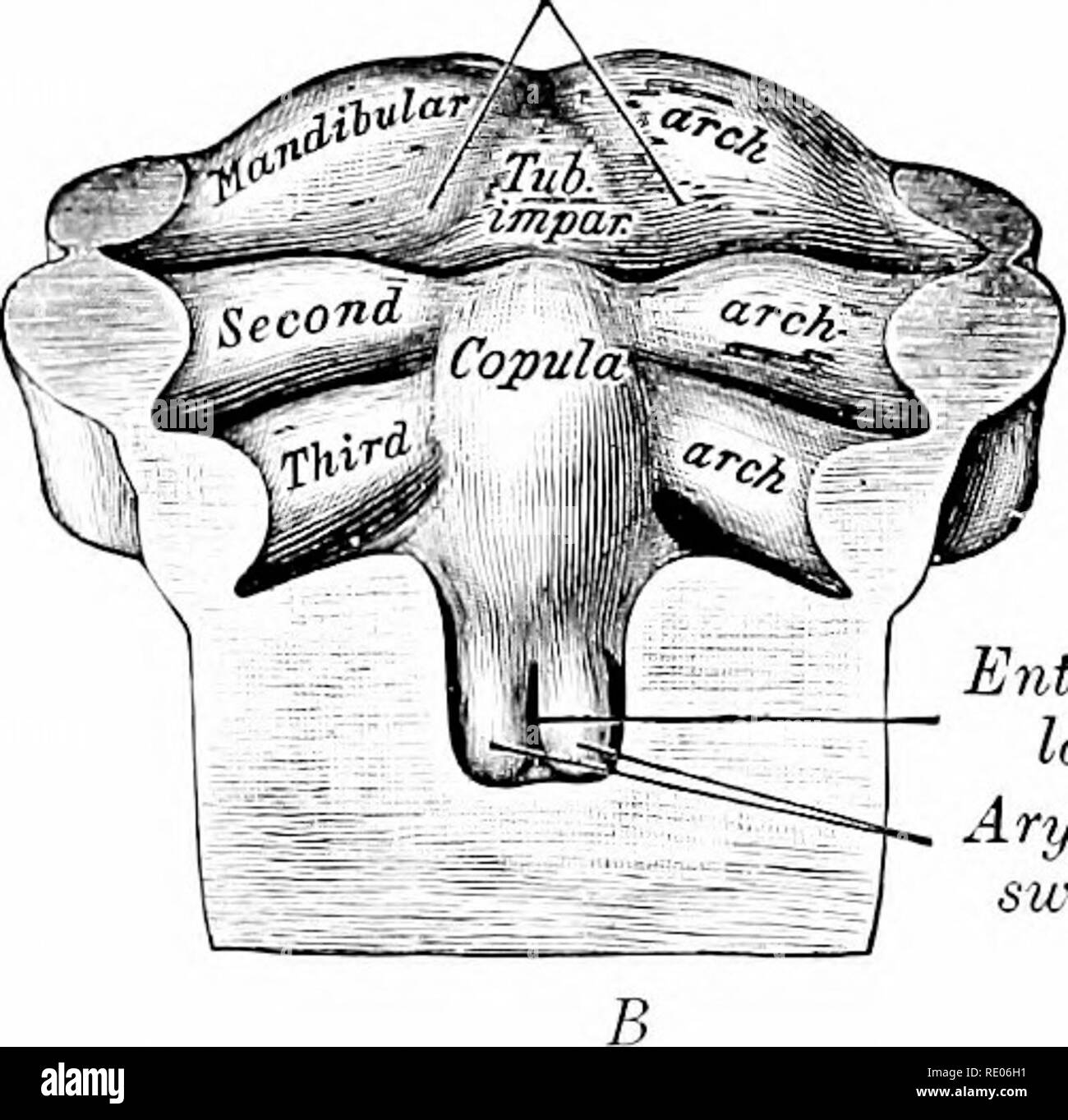 Un manual de laboratorio y libro de texto de embriología. Embriología.  ntrance a la laringe. Entrada a la laringe Arytenoid inflamaciones Fig.  152.-El desarrollo de la lengua en los embriones humanos.