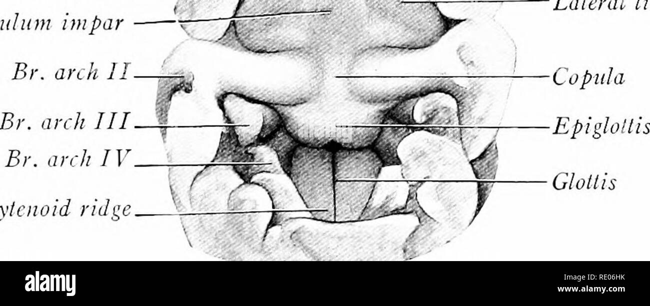 glotis y epiglotis fetal cerdo