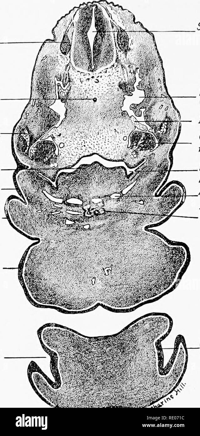 glotis y epiglotis fetal cerdo