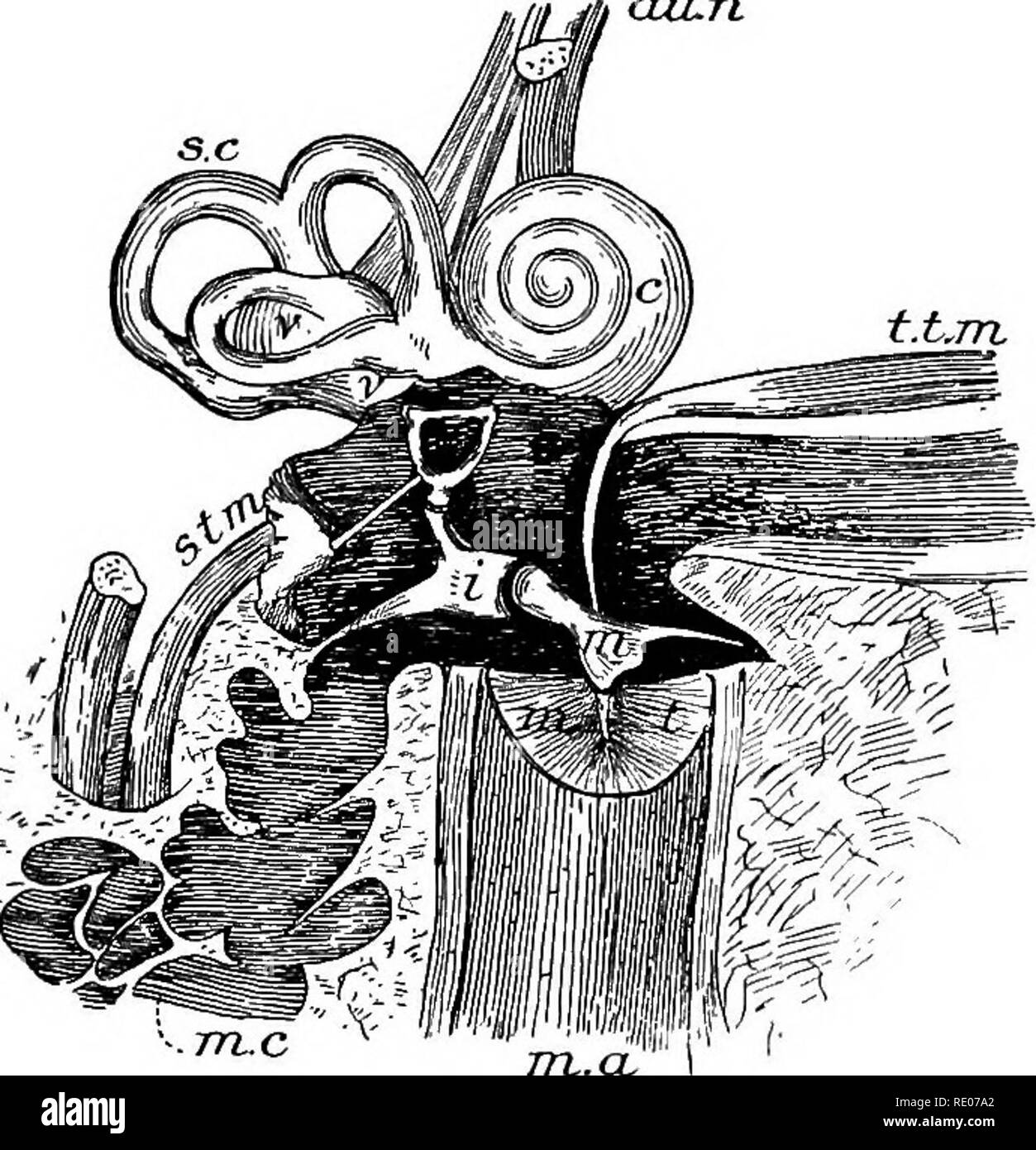 Contornos de la Morfología y fisiología comparada de animales. Anatomía,  Fisiología, comparativo; comparativa. Los órganos de los sentidos. 177  branous laberinto es un aparato membranosa presentadas en estas cavidades.  Cada una