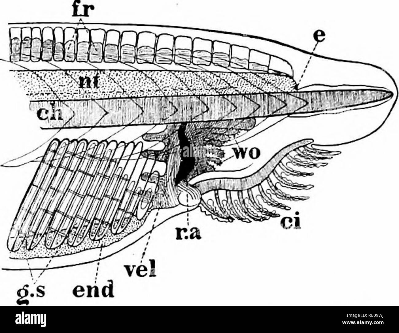 Amphioxus y la ascendencia de los vertebrados. Amphioxus; Ascidias;  Hemichordata. i8 Anatomía de AMPHIOXUS. Los cartílagos bucal. Como ha sido  señalado por Johannes Miiller, no pueden compararse con el aparato de