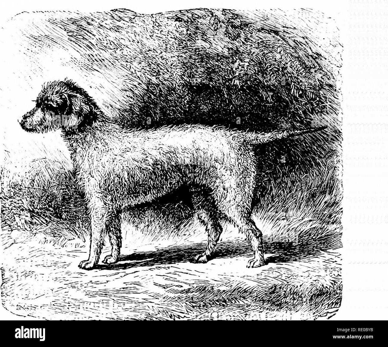 El perro, sus variedades y gestión en salud, por "Stonehenge" [pseud.] con  sus enfermedades y su tratamiento. Razas de perros; Perros. ye útil  compañeros del hombre. El filbert y featliered en