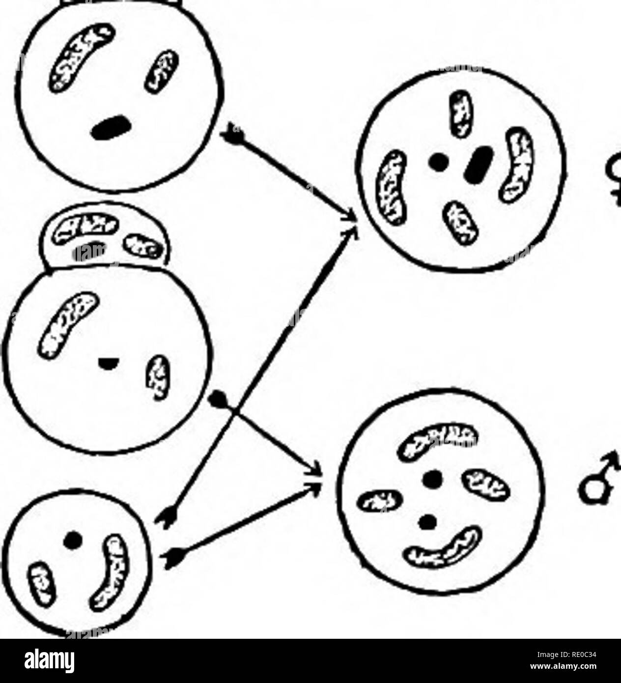 El germen-ciclo celular en animales . Las células. 264 Germen-CICLO CELULAR  EN ANIMALES Reducción jUpe huevos División ^^^ p^iar cuerpo Oogonium (f.f^  ^^•'v'Vv {^.%% ofertilized g"^/¥ Huevo- ogonium Spermat :^1F&LT;^.  Espermatozoides