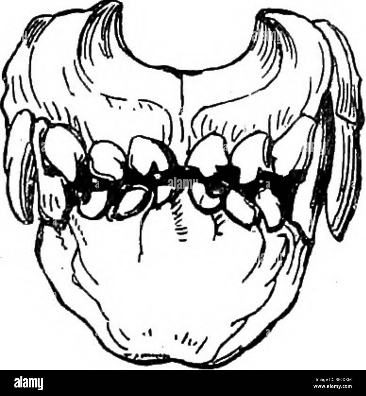 La gestión y enfermedades del perro. Los perros. Capítulo III. Enfermedades  de la boca y la lengua. La dentición, dientes cariados, tártara, aftas,  glositis ULCET^S, Blain, parálisis, faringitis, salivación. La dentadura.