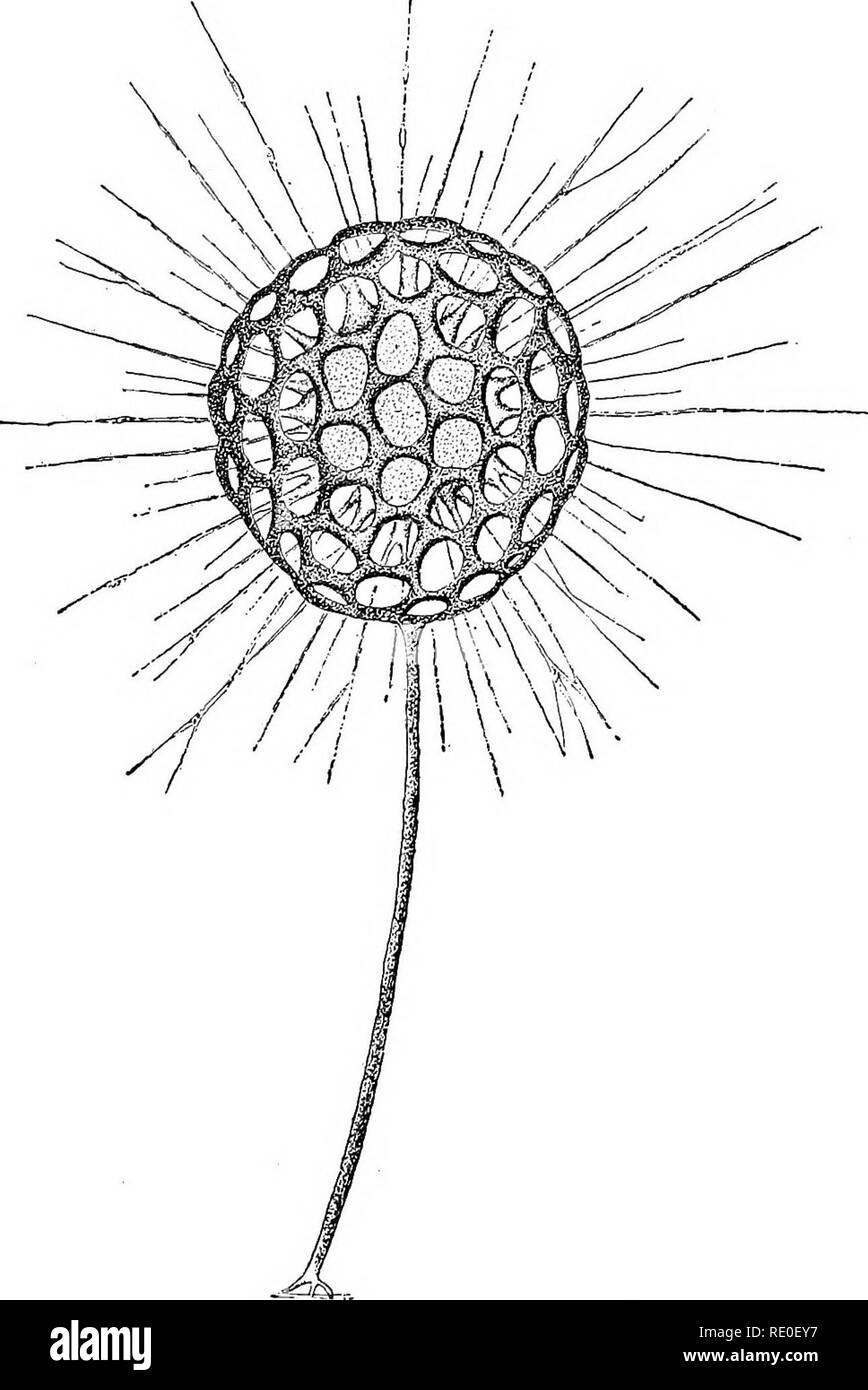 . Los protozoos. Los protozoos. Los SARCODINA 75 husillos, o placas con forma de hoja, y puede ser conectado firmemente el uno al otro, formando enrejados de esqueletos, como las de radiolarios {Clathnilina, Fig. 39). Las etapas intermedias son vistos en formas tales como Diplocystis, donde los platos son muy pequeñas y organizado sin. Fig. 39. - Cienk Clathrulina elegans. [Greeff.] cualquier orden aparente en el manto gelatinoso. En Raphidiophrys (Fig. 40) Las placas silicious son mucho más grandes y más dispuestos regularmente, mientras que en Acanthocystis Pinaciophora y (B, C, D) sean- llegado tan estrecho que forman una ef Foto de stock