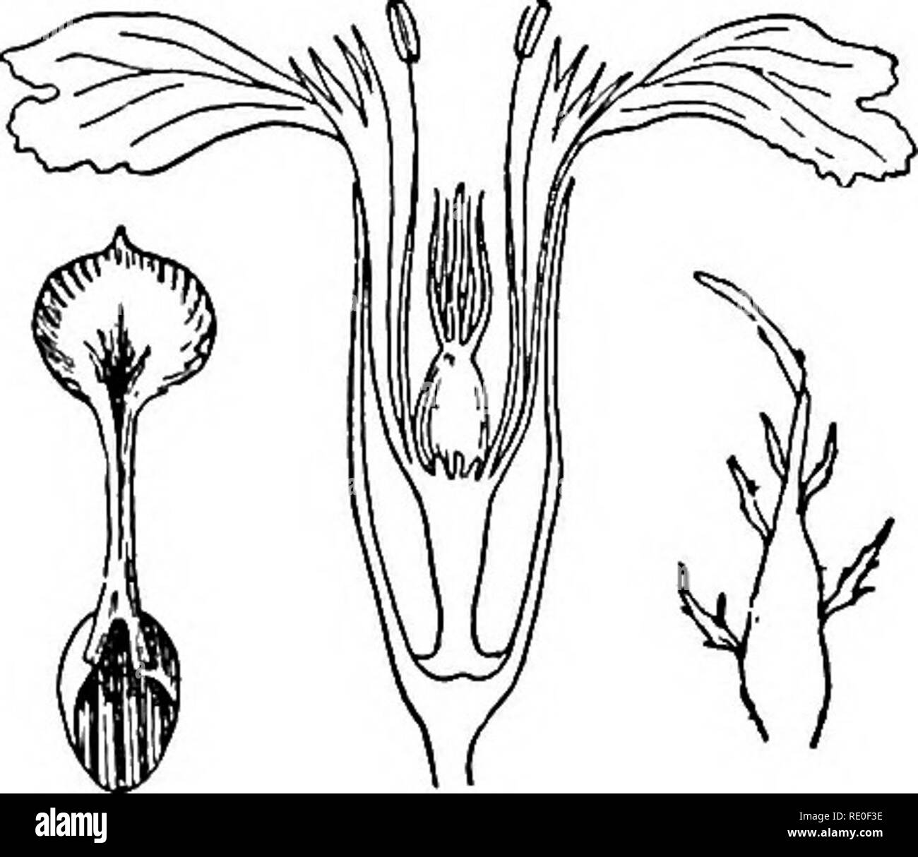 festival bolsas womens