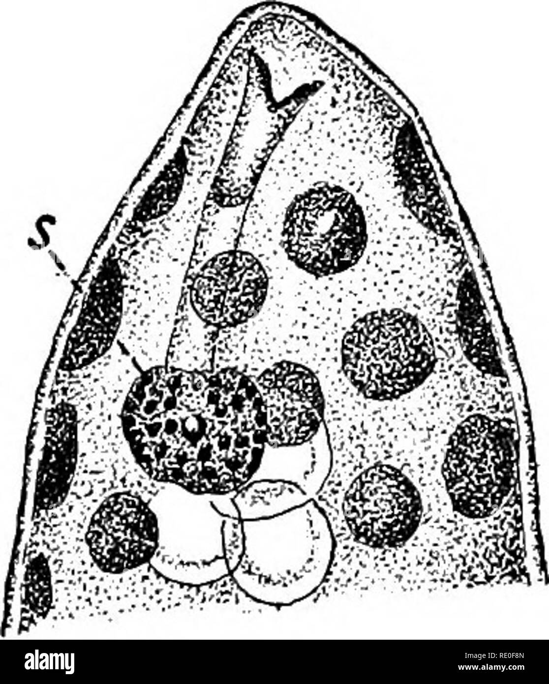 Los Protozoos Los Protozoos Boceto General 37 Algunas Especies