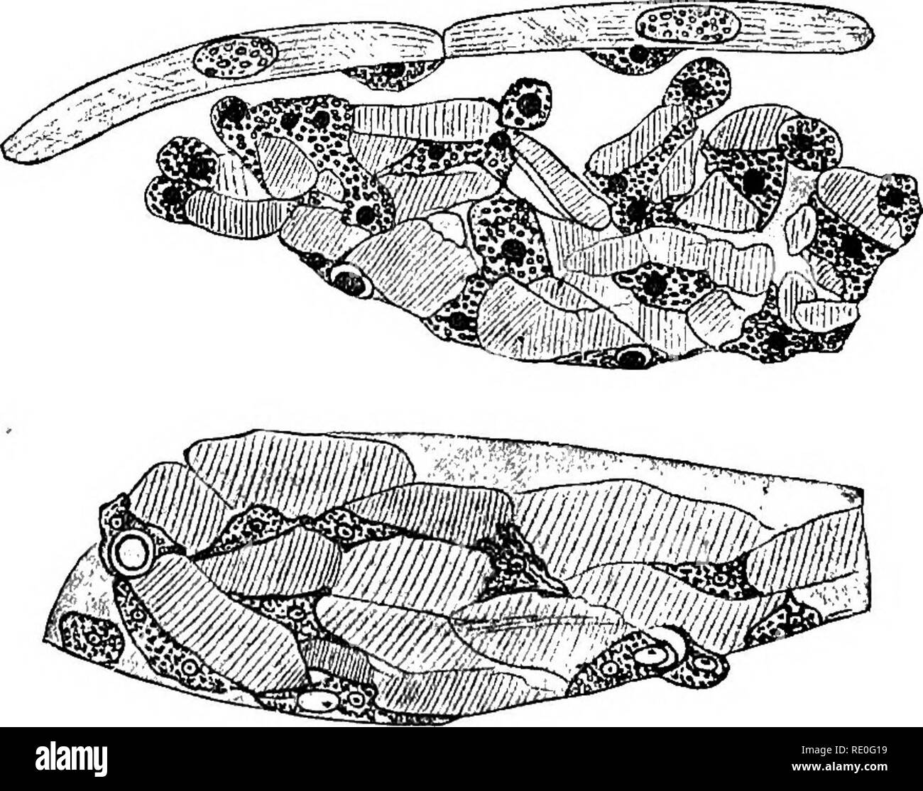 Fisiología general; un esbozo de la ciencia de la vida . Fig.  135.-Histolysis de fibras musculares en la cola de la larva de la^rana.  (Después Looss.) El isotrópico y el anisotrópico sustancias