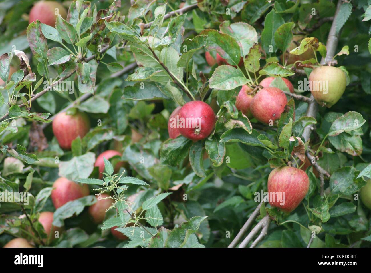 Cosecha de manzanas Foto de stock