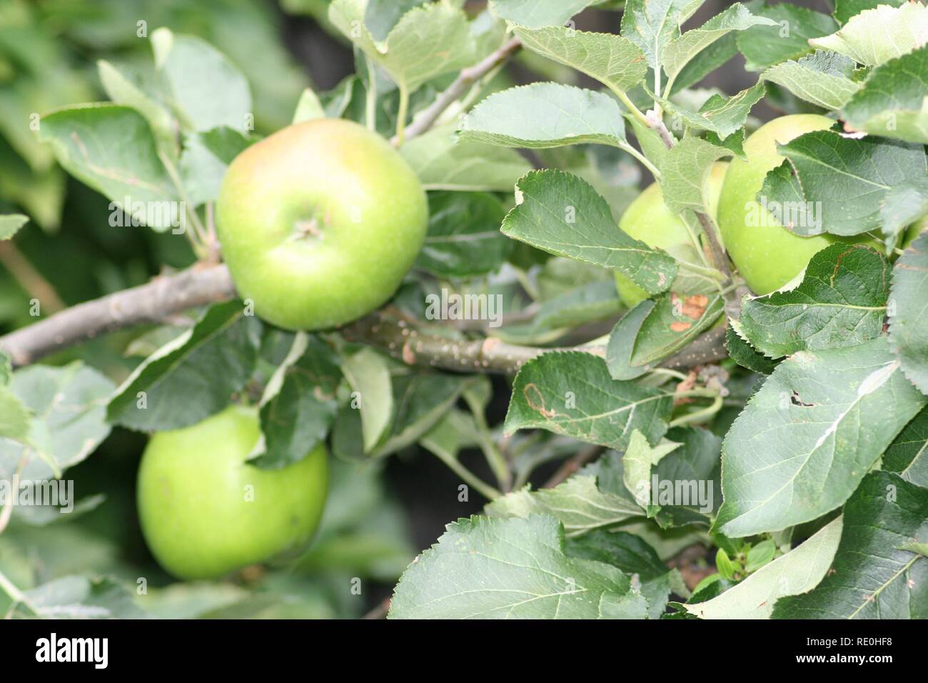Manzanas Bramley Foto de stock