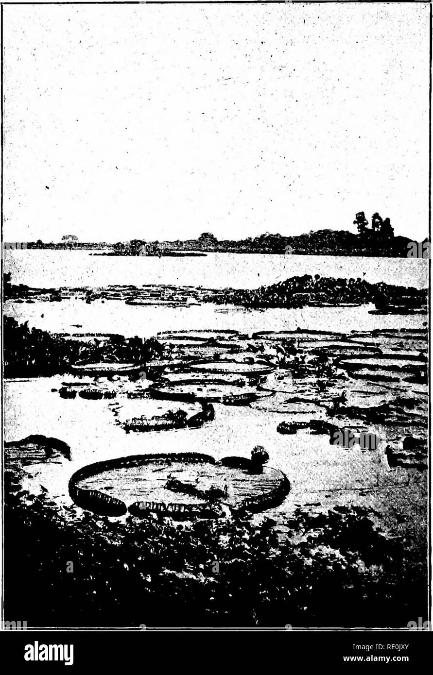 Pièces détachées par marque