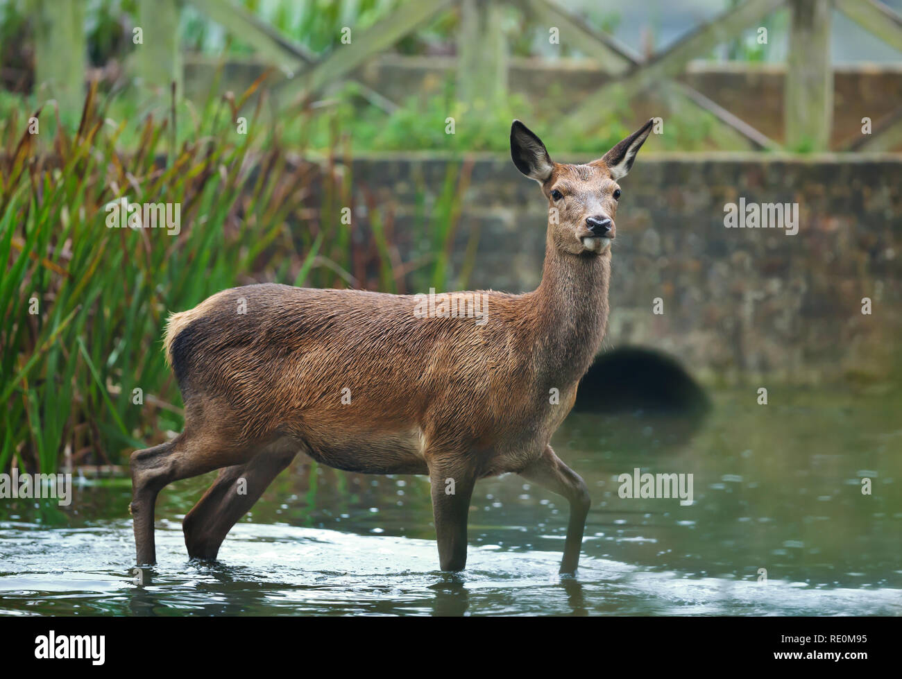 Red Deer hind cruzar un arroyo de agua, Reino Unido. Foto de stock