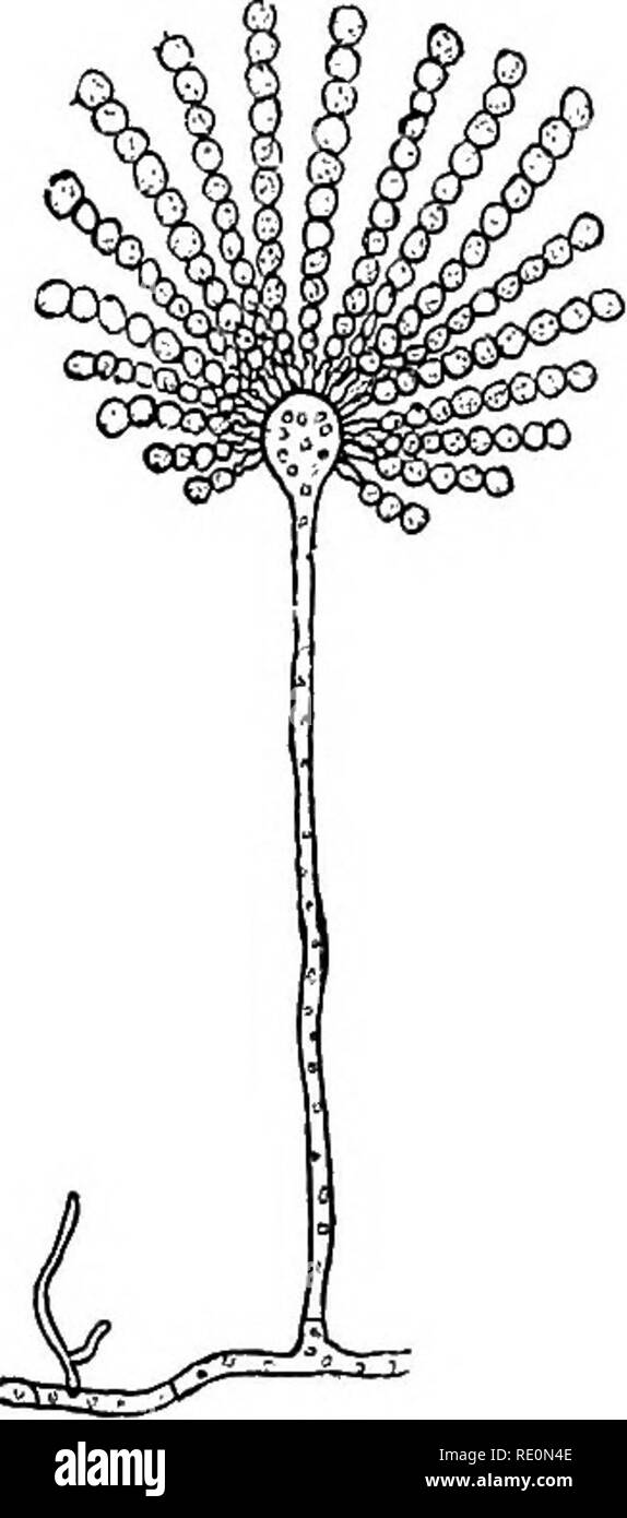 . Un manual de botánica. La botánica. THALLOPHYTAâFUNGI 85 Fig. 842. llamado paraphyses. Cada asous desarrolla ocho esporas de parte de su protoplasma, el resto como epiptasm. En algunas especies la fructificación es en forma de taza profunda o superficial, a veces casi cerrada. Esto se llama "perithe- cium [Fig. 841). El Grupo de los Saccharomycetes es ahora generalmente se refirió a esta sub-clase. Estas plantas están representados por las levaduras, que tienen el poder de establecer alcohohc fermentación en líquidos azucarados. Son simples células redondeadas o de forma ovoide que se multiplican con gran rapidez b Foto de stock