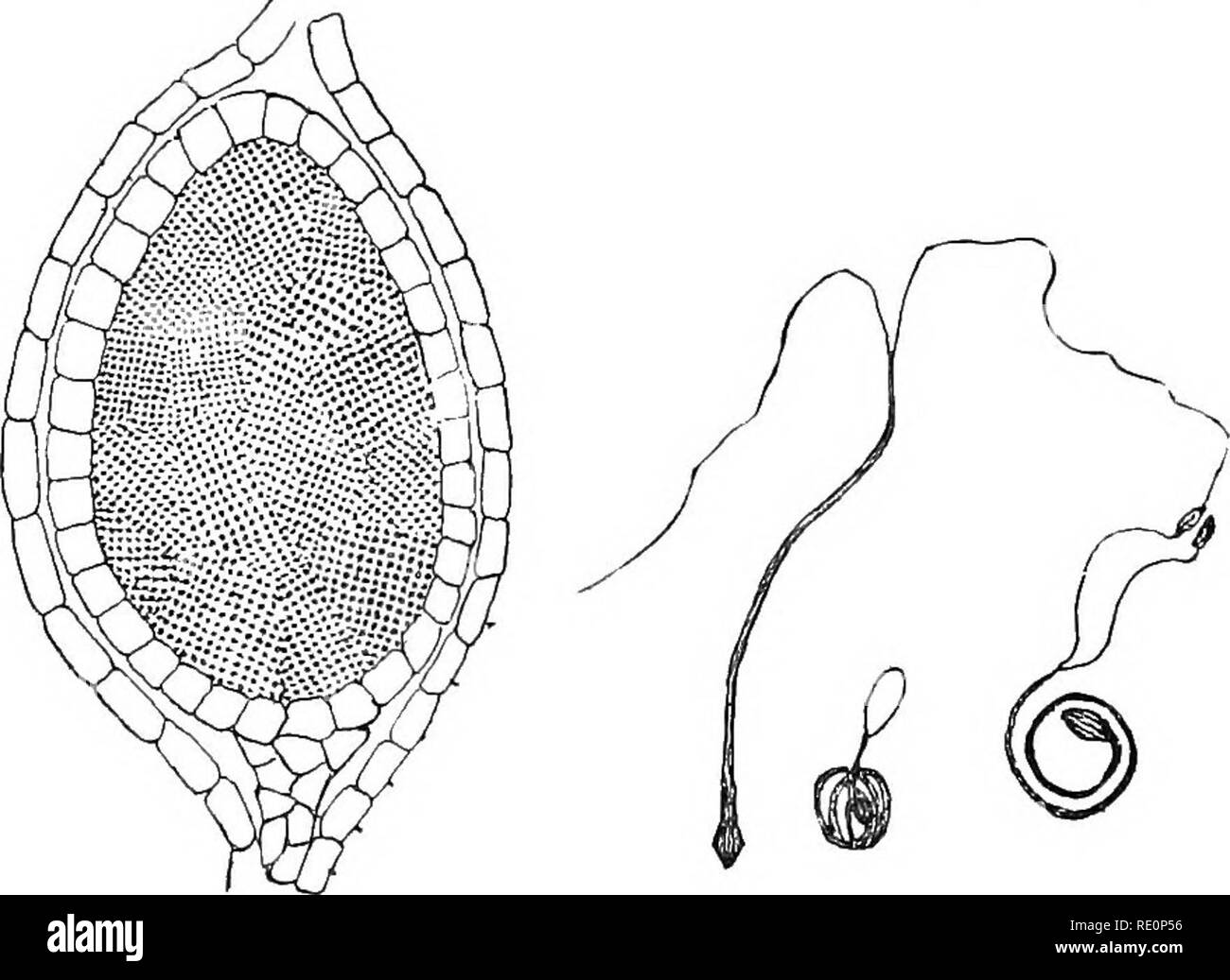 . La botánica elemental. La botánica. 146 Morfología. Una gran cavidad. Dentro de cada cavidad