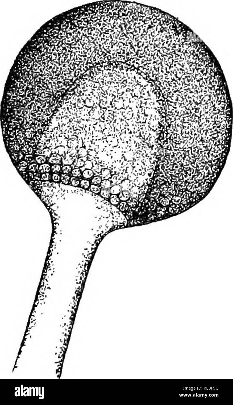 La botánica elemental. La botánica. Hongos: SAPROLEGNIA. 123 rosca del  micelio. En otros casos de grandes porciones de las roscas del micelio  puede separar en cadenas de células. Estos dos tipos