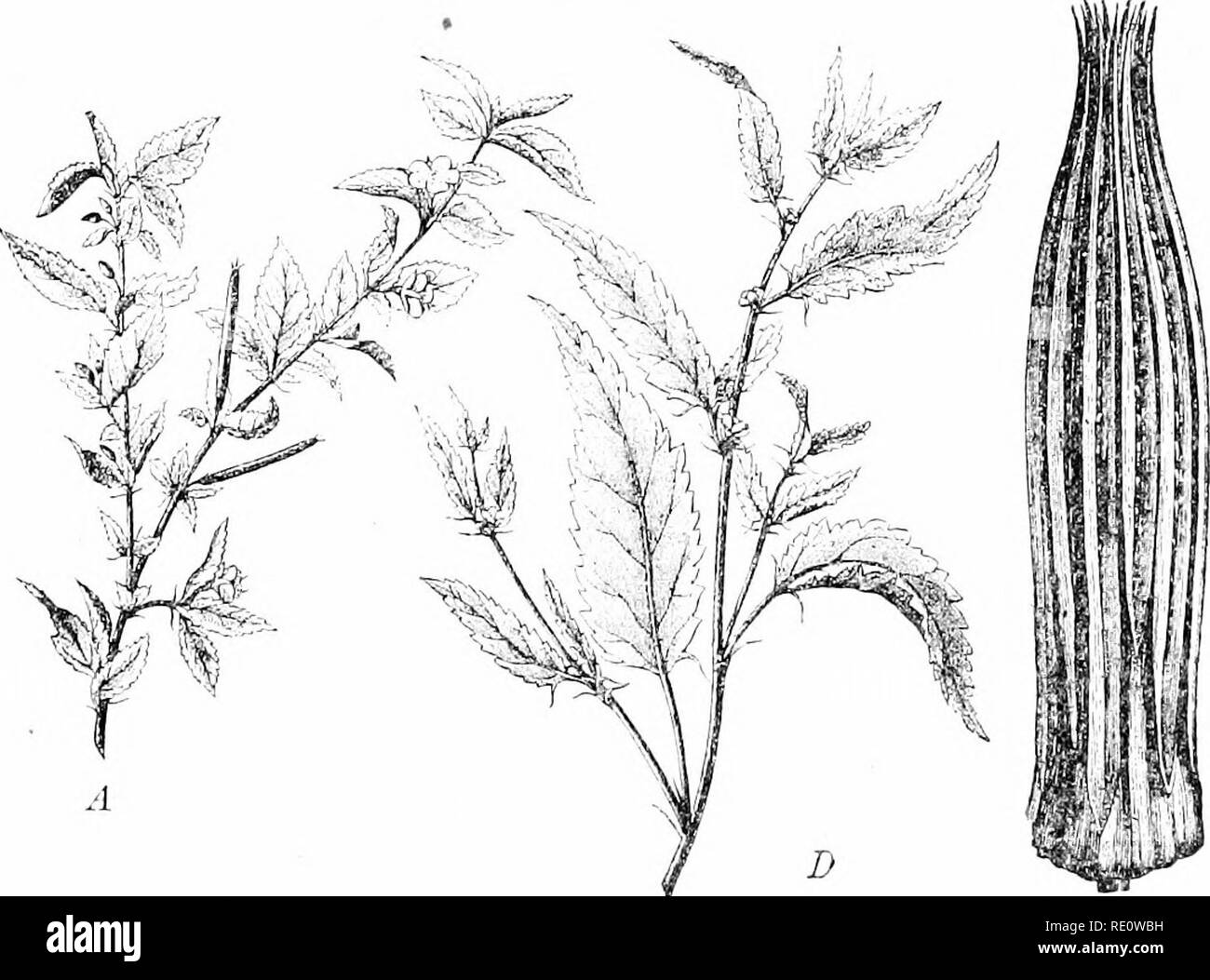 Las plantas y sus usos; una introducción a la botánica. La botánica;  botánica, Económico. 232 plantas industriales fibei'.s que el aislamiento  de este último es purjjoses imneeessary para muchos. Manila, fibra