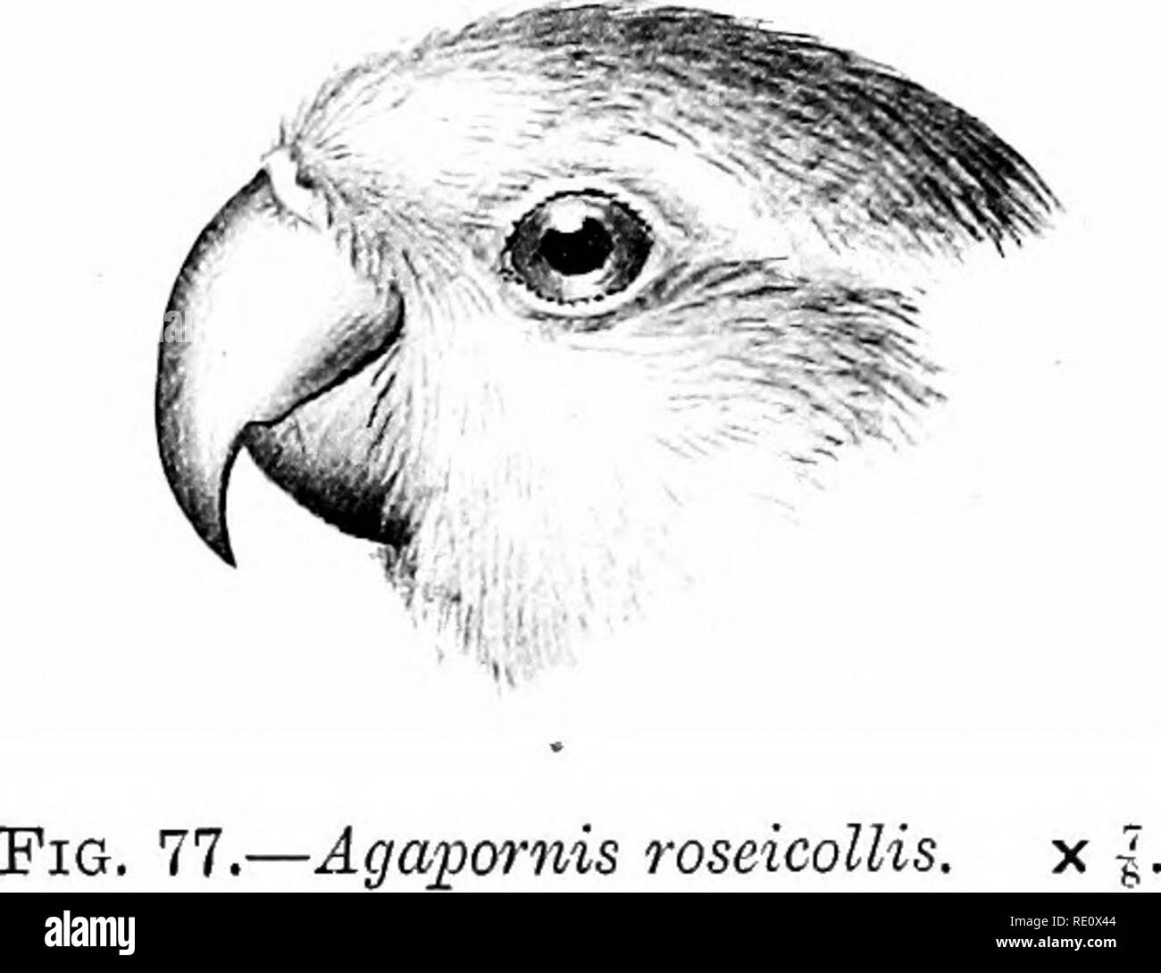 . Las aves de Sudáfrica. Las aves. 232^ AGAPOKNIS PSITÁCIDOS Iris marrón ; bill verdoso-amarillo; Patas grises. Duración 6-6 ; 4-0 aleta trasera; uno de 75 ; culmen 0-75 ; tarso 0-50. Los sexos son iguales. Los jóvenes tienen más pálidas mejillas y cofres y un fulvescent frente. Distribxition.âThe Eosy-faeed Lovebird se encuentra en el sudoeste de África desde el valle del río naranja hacia el norte a través de Africa del Sudoeste Alemana y Bechuanalandia a Angola, y quizá más allá de Gaboon. Las localidades de Sudáfrica son como sigue : Cabo ColonyâUpington Kakamas y sobre el río Orange (Bradshaw en S. A. Mus.); Río TransvaalâLimpopo Foto de stock