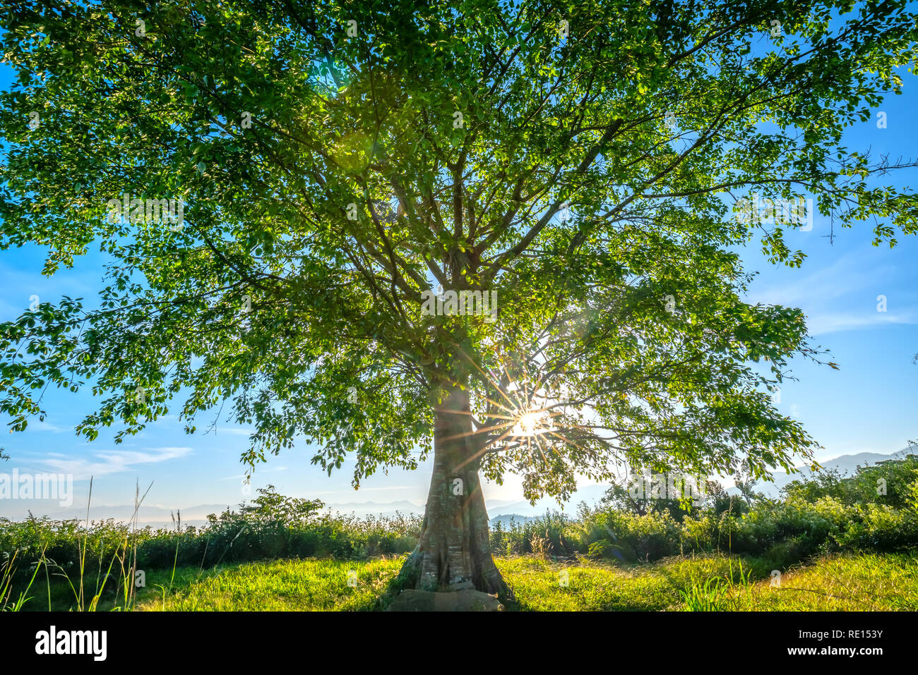 El viejo árbol bodhi es en el momento de la transformación de las hojas en el invierno, cuando el sol brilla a través del árbol para dar la bienvenida al nuevo día en las tierras altas de Vietnam Foto de stock