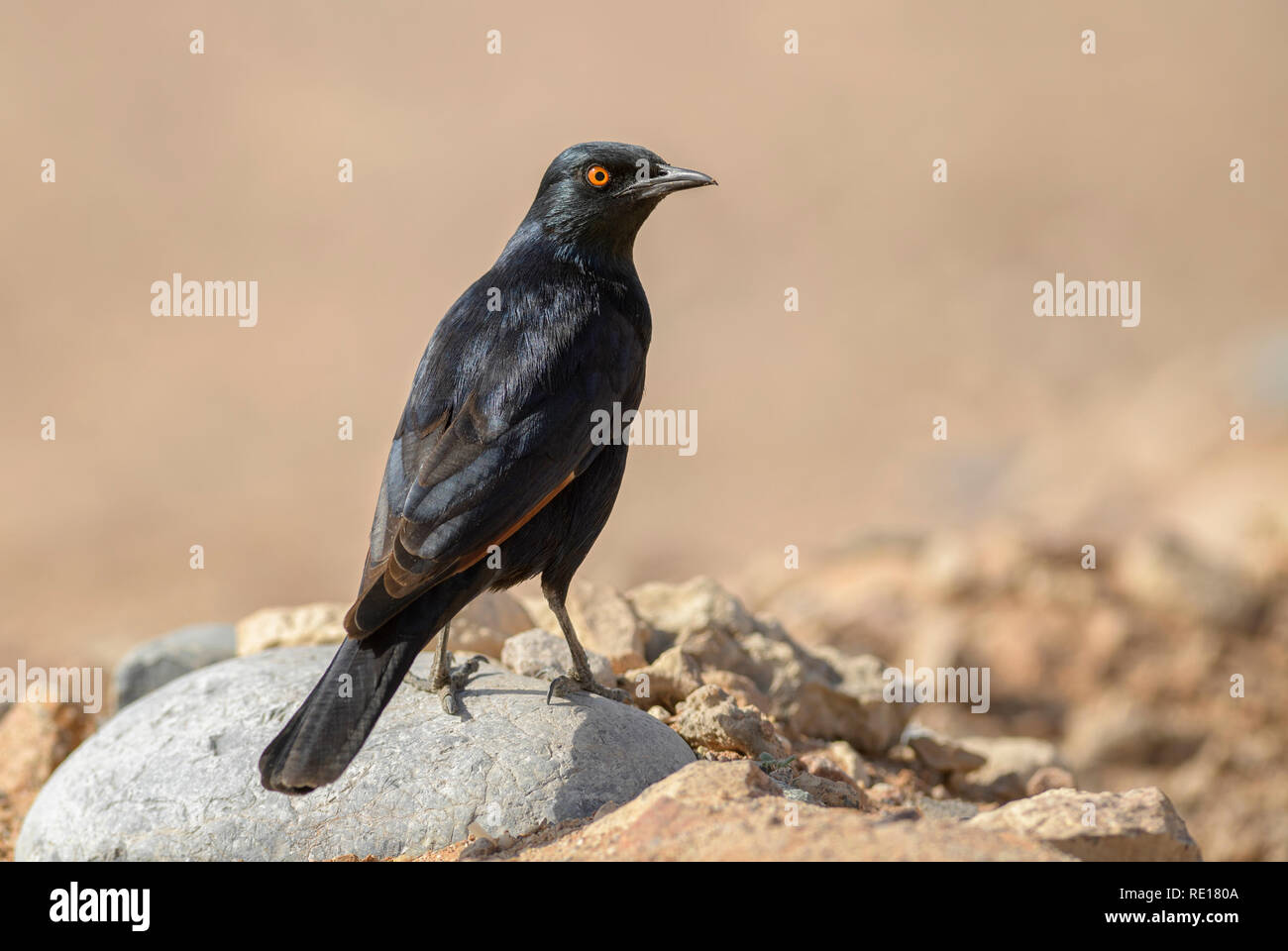 Alas pálido - Onychognathus nabouroup Starling Starling, endémica de África del Sur, el desierto de Namib, en Sossusvlei, Namibia. Foto de stock