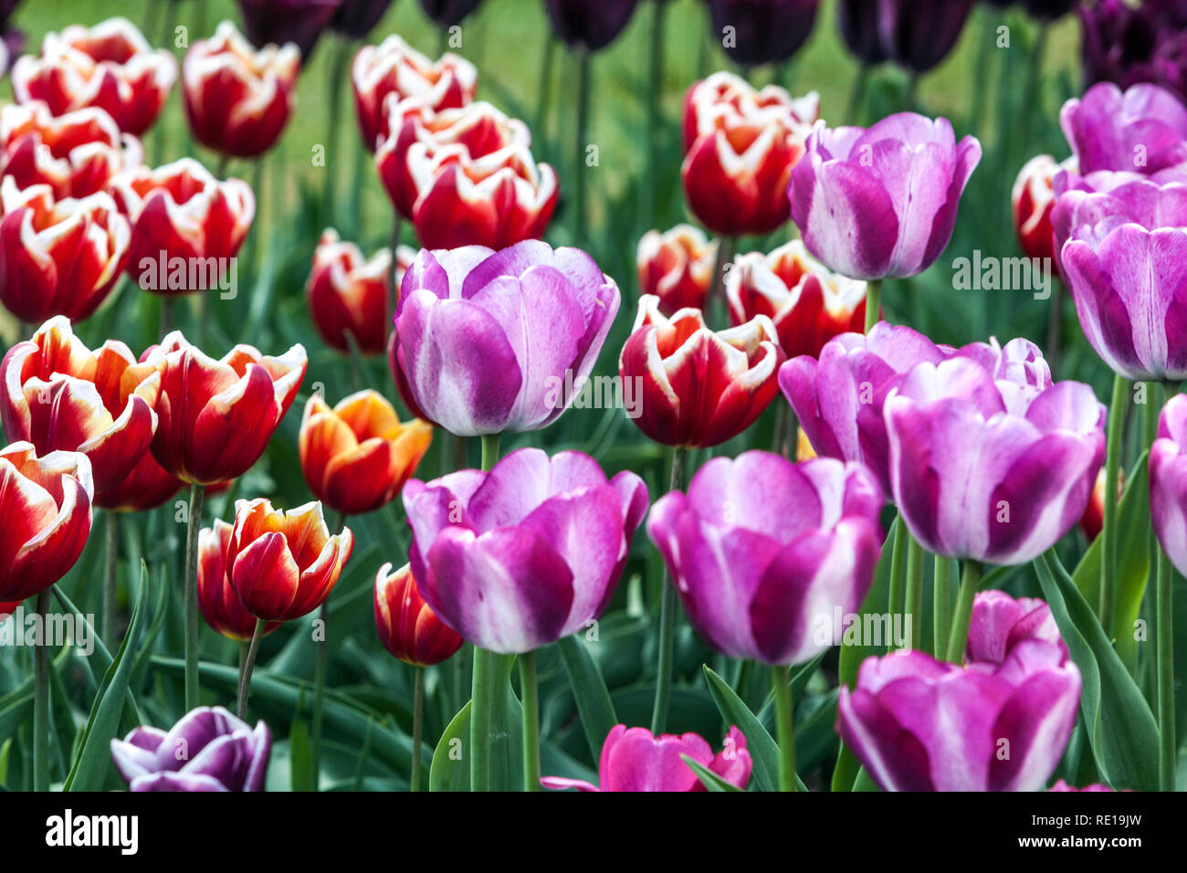 Flores jardín colorido, tulipanes primavera cama de flores Foto de stock