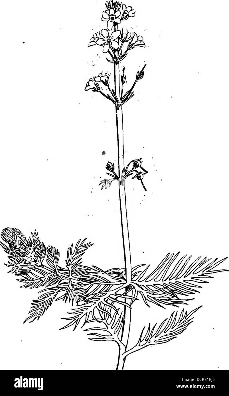La Biologie Des Plantes La Ecologia De Las Plantas Zones De V G Tation Et 2 Asociaciones Plifier Ou Un Allonger Leur Limbe Tandis Que Beaucoup De Dicotyl Appartenant Don Es Una Des