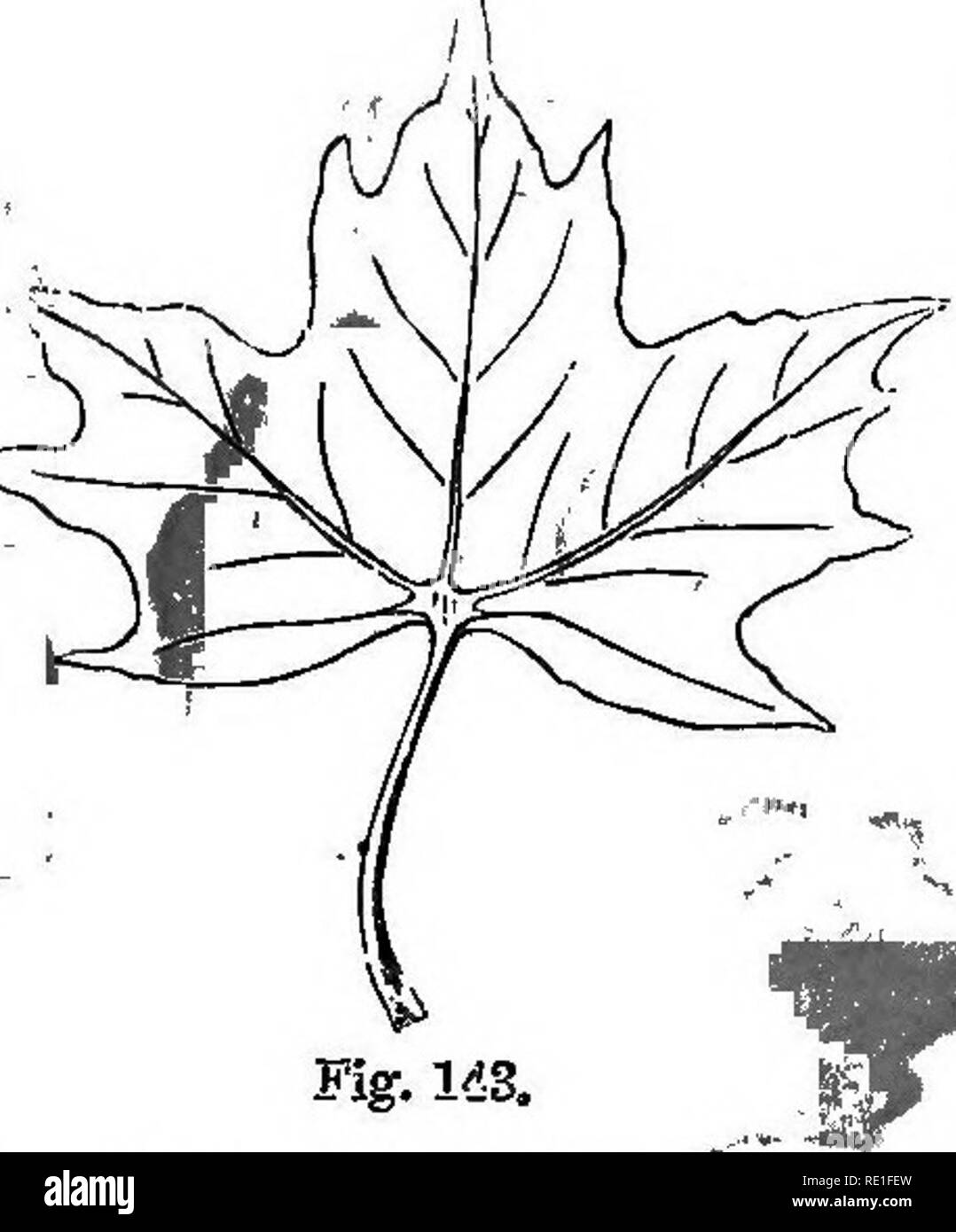 Los elementos estructurales de la botánica con especial referencia al  estudio de las plantas canadienses ... Fisiología vegetal; Anatomía  vegetal. De follaje FOHMS-hojas. 113. sirven para ilustrar nuestro  significado aquí. En