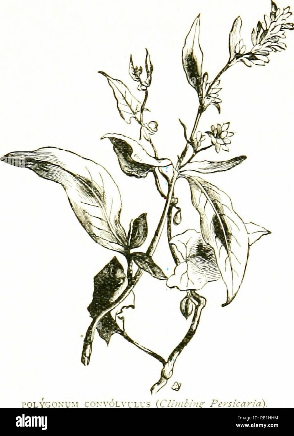 . Las flores del campo. La botánica. PERSICARIA FAMILIA 417 ochreate estipuladas ; /baja perft-CL. en espigas, racimos o panículas ; periantli profundamente 5-hendidura los 3 segmentos exteriores a veces ampliar en la etapa de fructificación ; estambres 5â8, con anteras versátiles ; óvulos)y comprimidos o 3-sided ; slyles 2â3 ; Fruto alado no ; embrión lateral; cotiledones delgados, ilat. (Nombre del griego ihe poh'es, muchos goini, articulación de la rodilla, muchos como nodos.) â â â plantas Twilling : hojas sagittate; flores en raeemes estambres ; 8 ; 3 estilos, unidos : tuerca ysided 1. P- Coinn'tlvulus Bindweed Climlyng (negro, alforfón, o Foto de stock