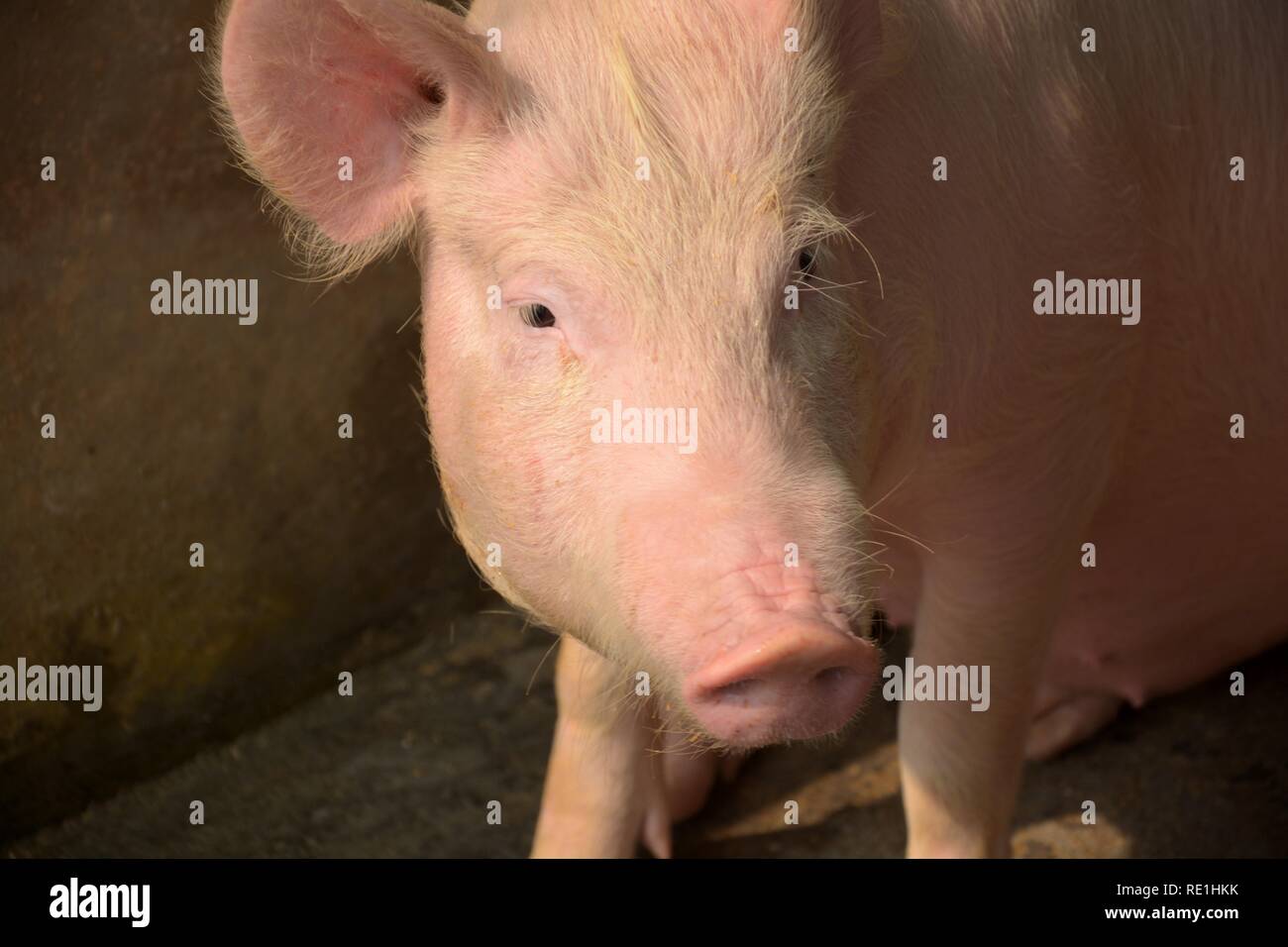 Un color blanco domesticados piggy, piglet ( sus scrofa domesticus ), Large White de cerdo de Yorkshire en una pocilga, selectiva, centrándose y fondo desenfocado Foto de stock