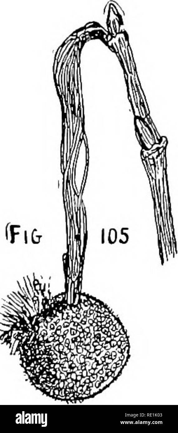 Primeros estudios en vida vegetal en Australasia, con numerosas preguntas,  instrucciones de trabajo al aire libre, y el dibujo y ejercicios de  composición. La botánica. Los frutos y semillas, pero estas