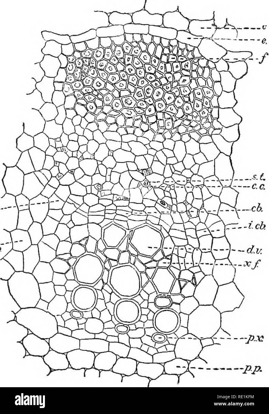 . La botánica sudafricana. La botánica. 48 Cola de Botánica de