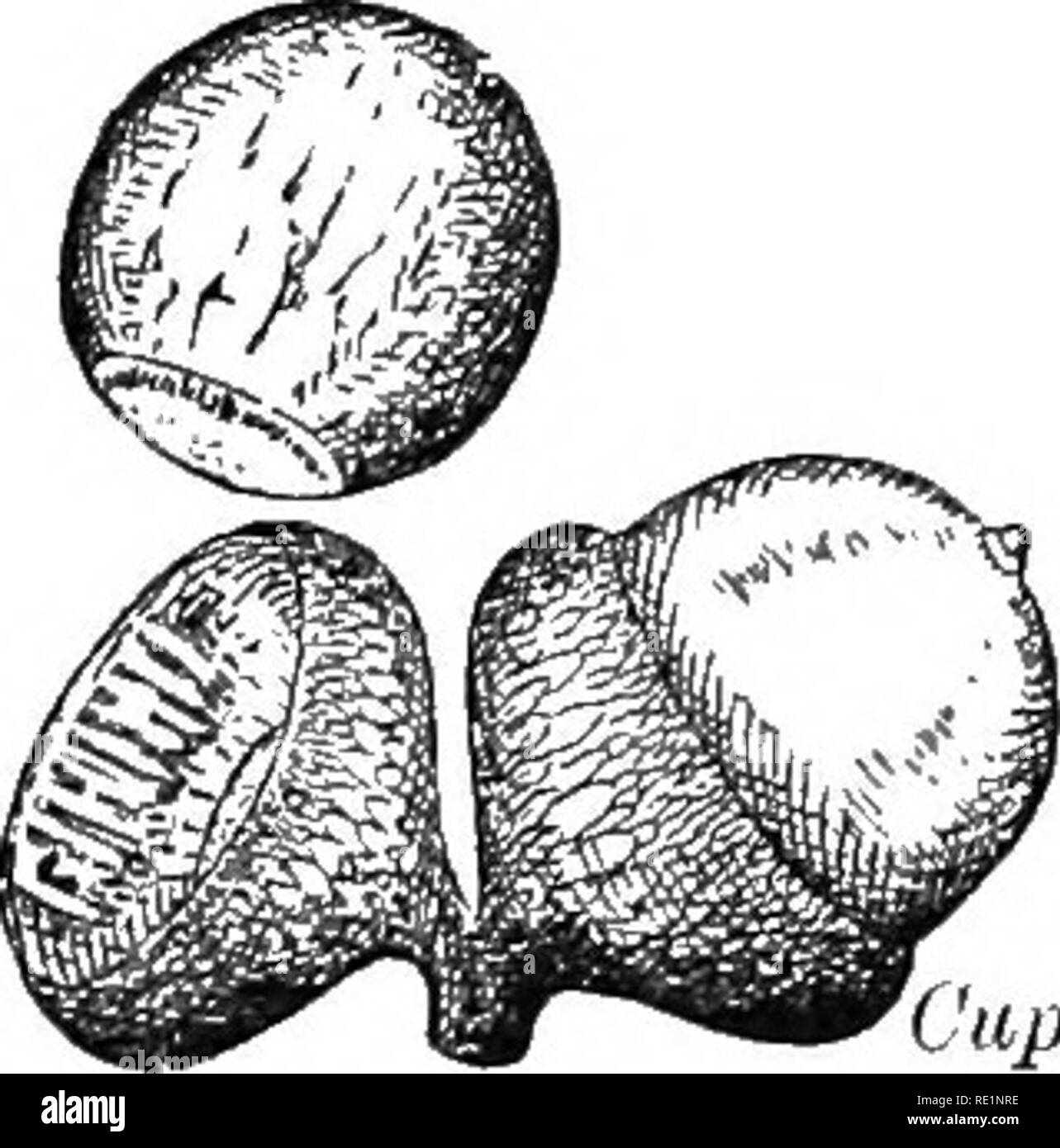 . Un libro de texto de botánica elemental. La botánica. TBE fruta. 59 silique (Fig. 89). Un muy corto al igual que la de los silique Shep- bolso de la manada, Pimienta-hierba, etc. se denomina silicle (Fig. 90). Un uno alado-seeded Frutos indehiscentes se llama Samara (Fig. 91). El fruto de los olmos, fresnos y Wafer-Ash son ejemplos; el de maple es un doble de Samara. En el girasol, Dan- Capule. Ctipule Fig. 91. Fig. 92. delion. Lechuga silvestre, anémonas, etc. El fruto es seco, mono- locular, uno-seeded y mucho se asemeja a una semilla en sí; ese fruto es llamado un akene. La tuerca, como la avellana, Bellota, Hickory, es l Foto de stock