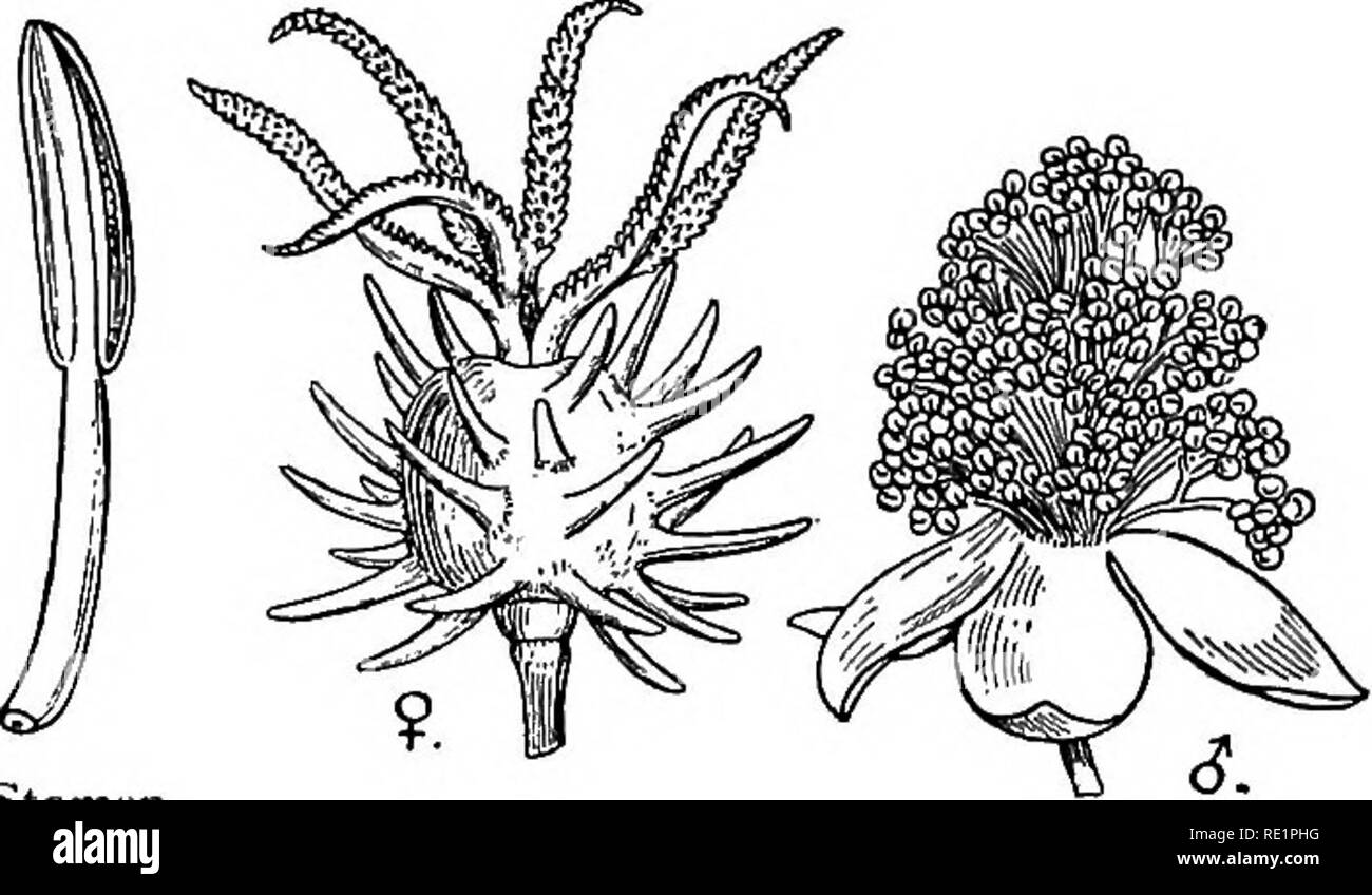 Un manual de botánica de India. La botánica. 264 CLASIFICACIÓN, sule  dehiscing septicidally en 3 indehiscentes grampositivos; a veces cada uno  de éstos dehisces loculicidally, esparciendo por la fuerza de la