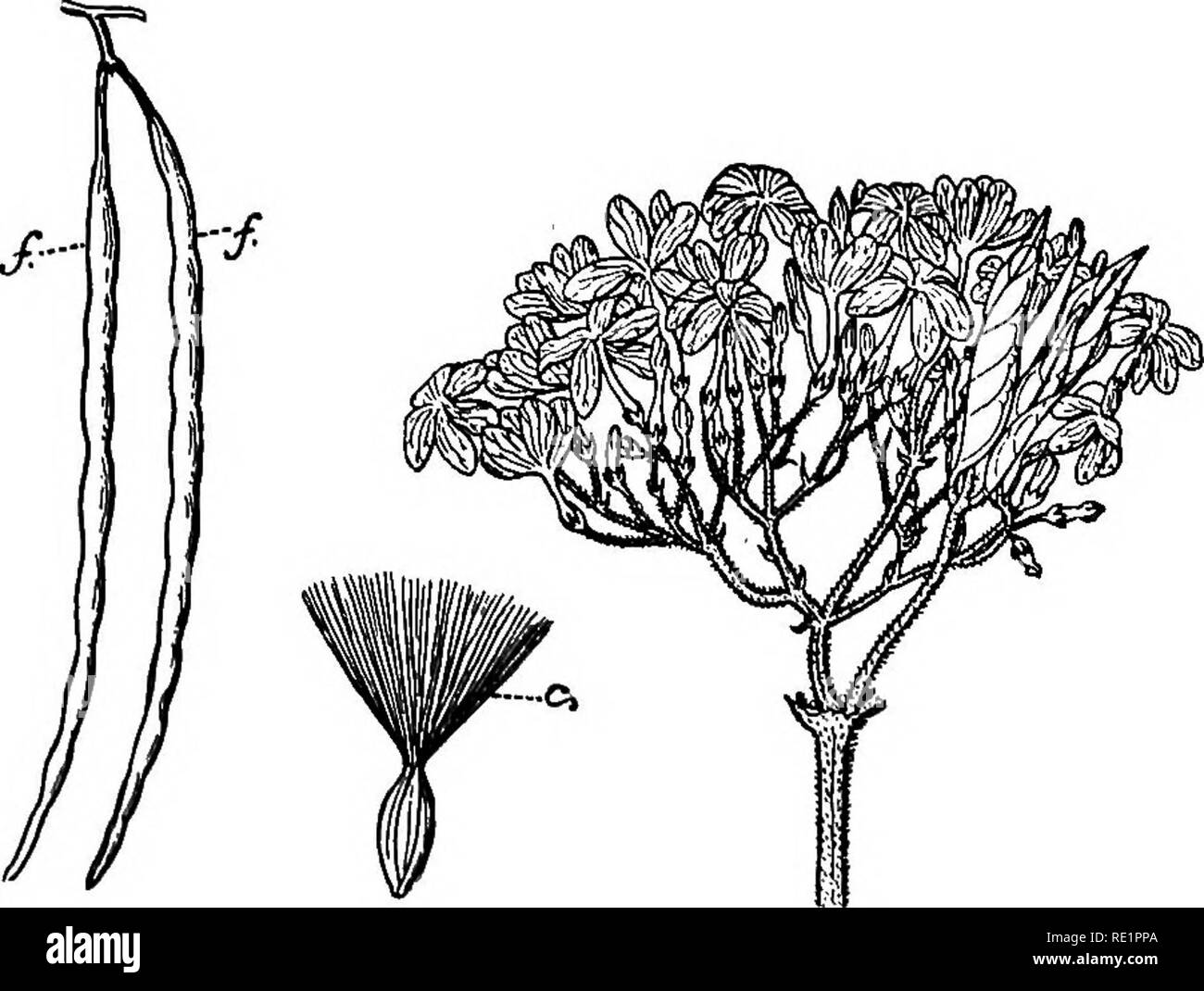 . Un manual de botánica de India. La botánica. 241 COROLLIFLORyE rosea) (fig. 206), plantados en jardines por sus flores de color blanco o rosado guapo; (8) chhatim {Alstonia scholaris), un gran árbol con hojas whorled; (9) {Holar kurhchi- rhena anti-dysenterica) (fig. 207), un árbol silvestre, cuya corteza produce una decocción que es específica para la disentería; (10) dudhi-lata o shamalata (/cAwocar/Mj frutescens), un arbusto de escalada. Willughbeia edulis. Fig^. 207.-Kurhchi {Holurrhena anti-dysentertcn) S/. Par de folículos, i, Coma en el IHe corona de una semilla. (Lata-am) -un arbusto de escalada con pedúnculos con- verted en Foto de stock