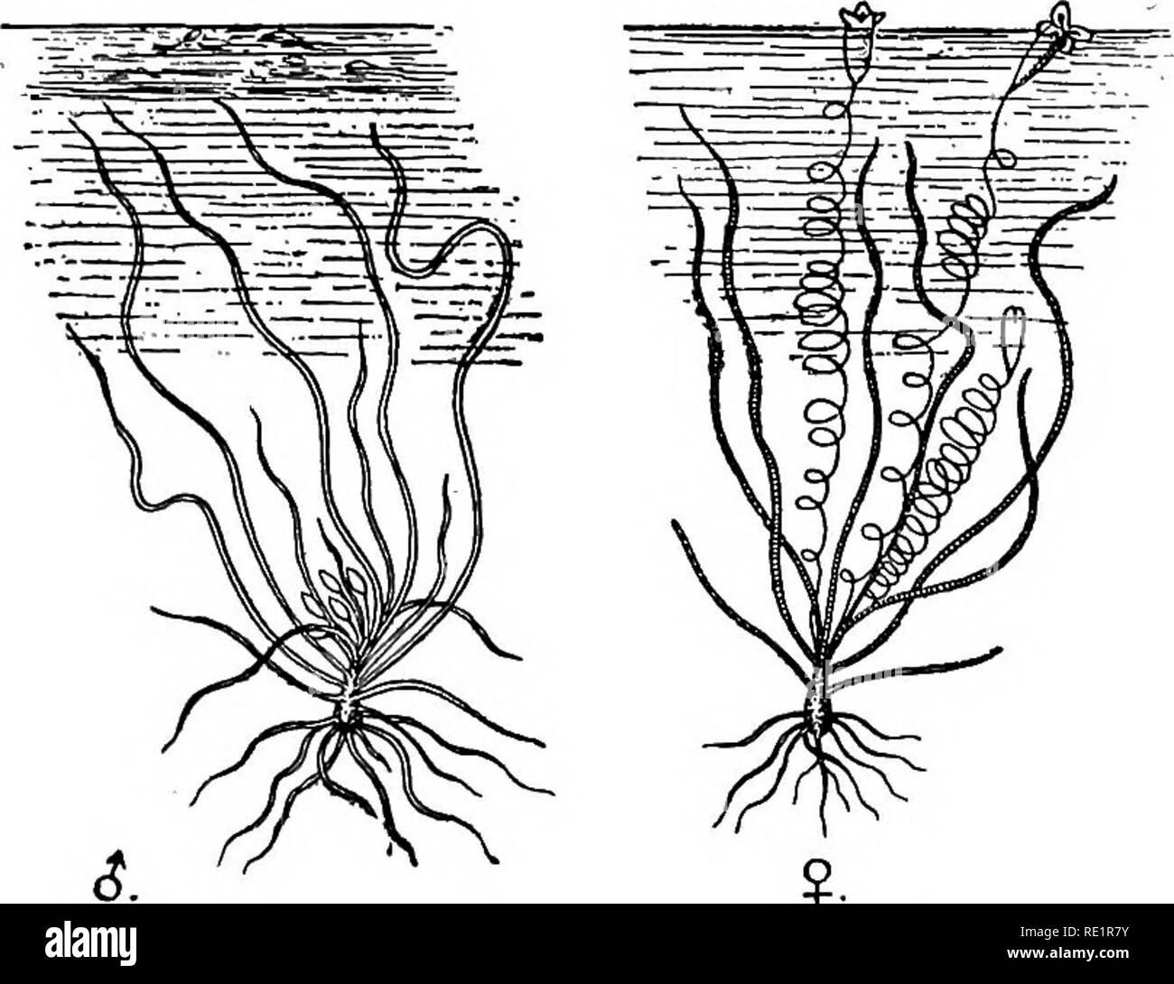 . Un manual de botánica de India. La botánica. 123 agentes polinizadores y sumergidas, y lleva el largo, con forma de cinta de racimos de hojas radicales. Las flores masculinas (A) son sésiles, y situado abajo entre las hojas radicales. Las flores femeninas (b), por el contrario, recaen sobre tallos largos que, permaneciendo enrollado en espiral, mantenga las flores bajo el agua. Cuando las flores masculinas maduran consigue desprenderse de la planta y suben a la superficie del agua, en la que flotan libremente. A B Figf. 108.-Pata-shaola {Vallisneria spiralis) que se balanceaba acá y allá por el viento. Por un curioso instinto Foto de stock