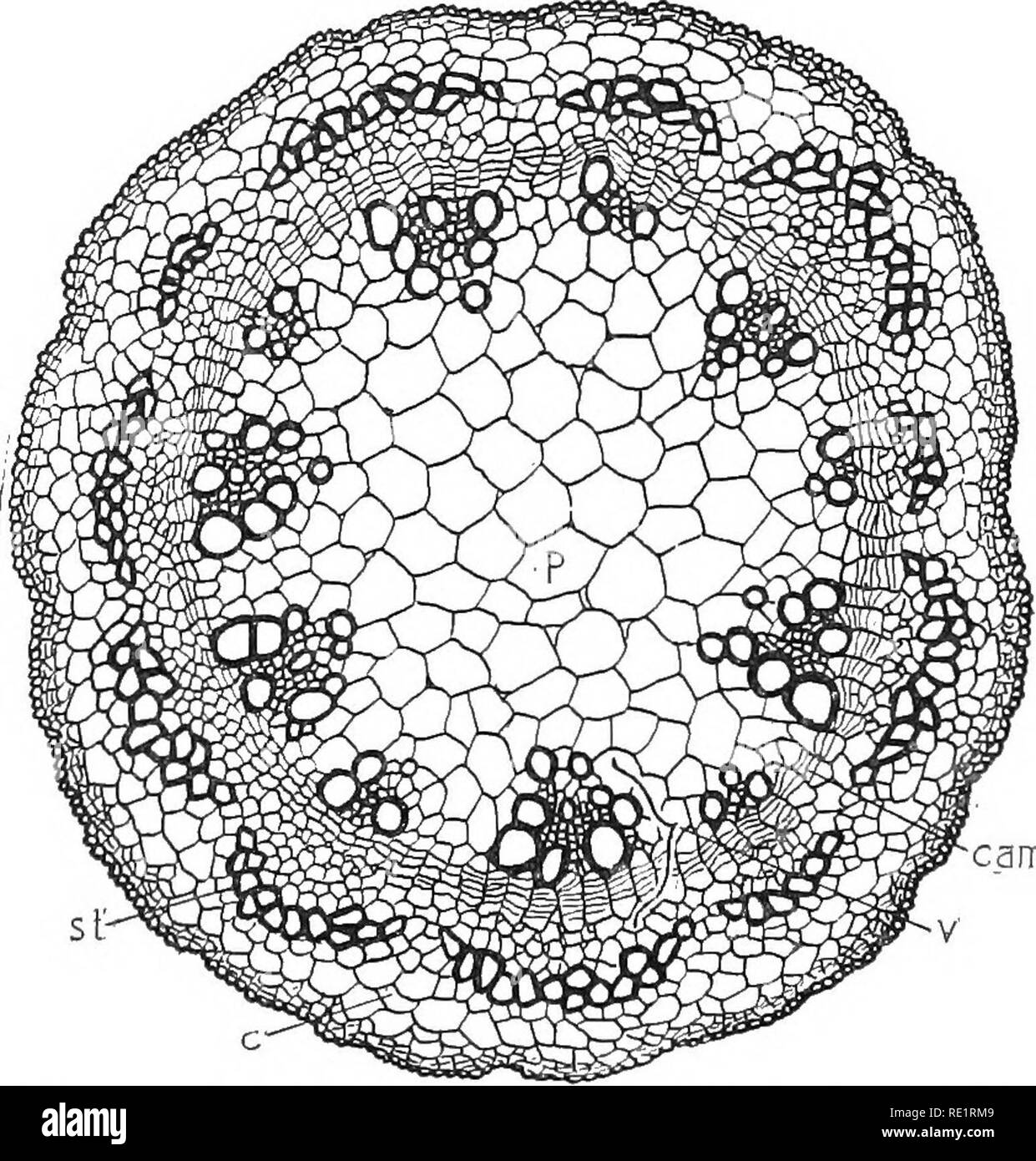 . La naturaleza y el desarrollo de las plantas. La botánica. Fig. 53