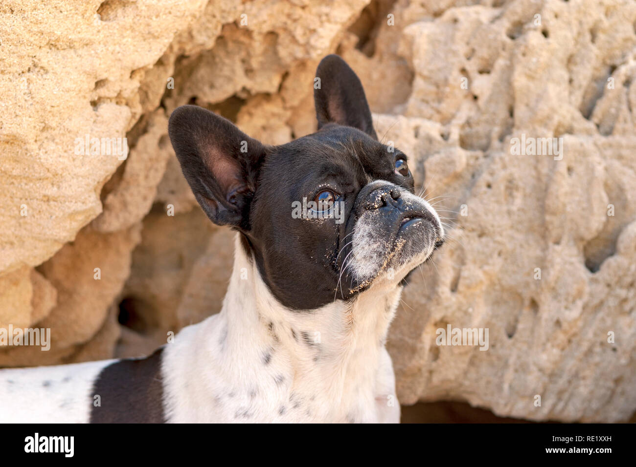 Perro bulldog francés en Sa Pedrera de Cala d'Hort playa, con su cara  untada con arena. atlantis, Ibiza, España Fotografía de stock - Alamy