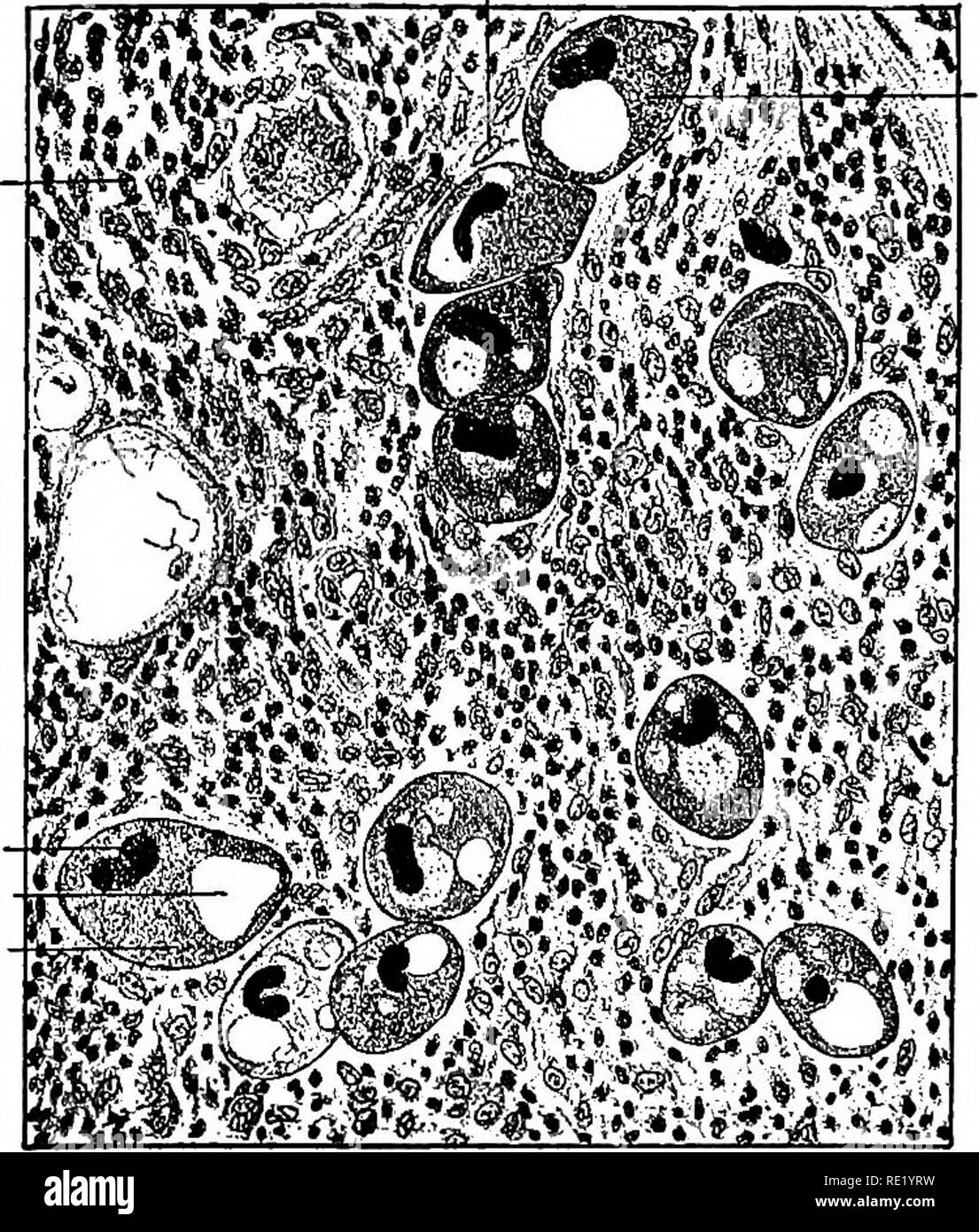  Un Libro De Texto Sobre Las Bacterias Y Protozoos Pat genos Para Los