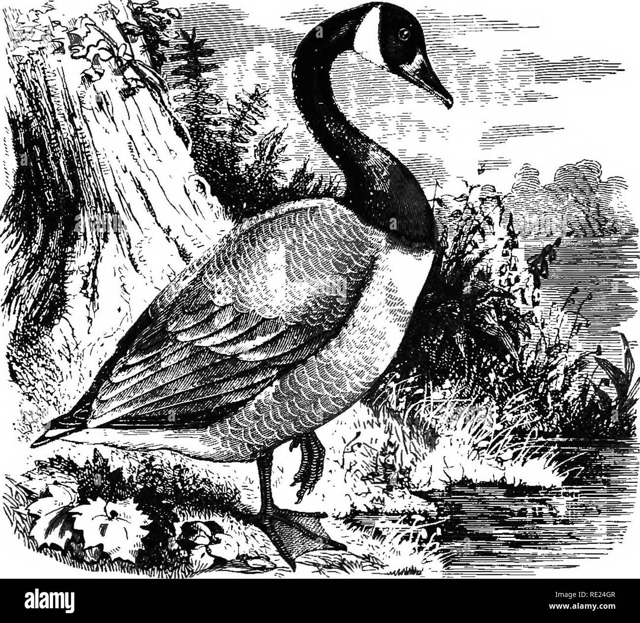 Las aves de Indiana; un catálogo descriptivo de las aves que han sido  observadas en el estado, con una cuenta de sus hábitos. Las aves. 636  Eepoht geólogo del Estado. WMtewater.
