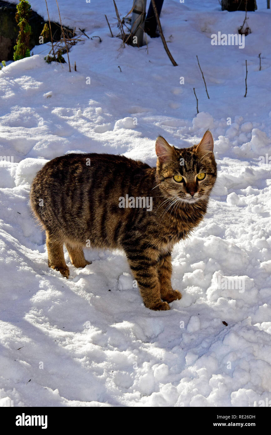 Gato atigrado gris con rayas de pie sobre el suelo cubierto de nieve y haciendo contacto visual Foto de stock